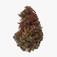 Marijuana Bud 02 03