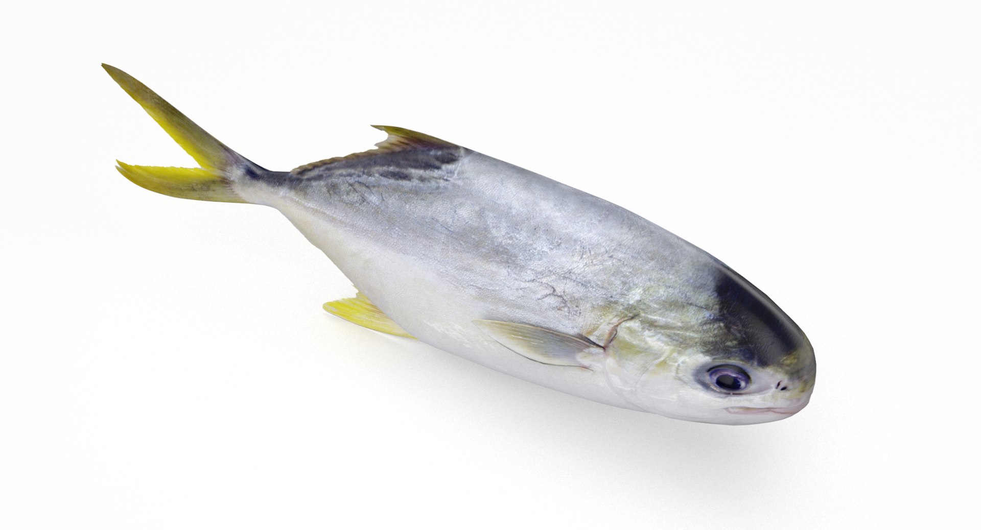 pbr fish wrasse snapper 3D model https://p.turbosquid.com/ts-thumb/91/kes61V/1AYqAQ8a/pompano3/jpg/1581447060/1920x1080/fit_q87/727407e1e7a1ea9e63fb491a5a967e58198afef9/pompano3.jpg