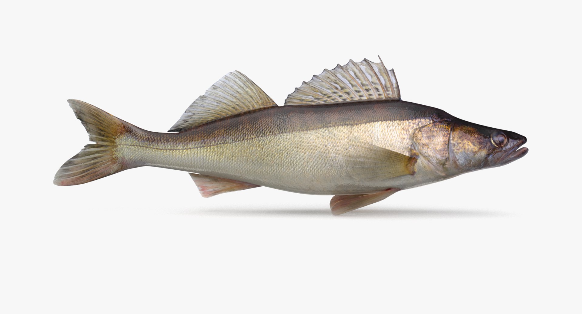 pbr fish wrasse snapper 3D model https://p.turbosquid.com/ts-thumb/91/kes61V/2AeKiC3I/walleye01_r1/png/1581447230/1920x1080/fit_q87/82eadf0c62fa6c5197af45bec0d313d80cd148b6/walleye01_r1.jpg