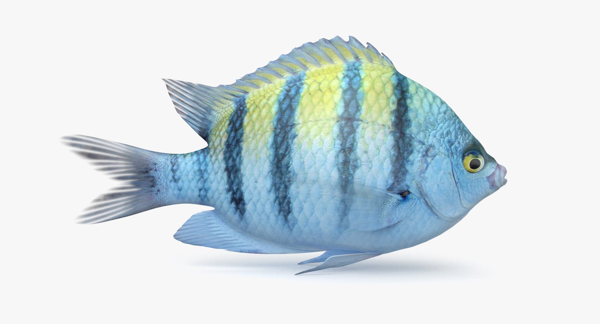 pbr fish wrasse snapper 3D model https://p.turbosquid.com/ts-thumb/91/kes61V/3xdlajSE/damselfish_r1/png/1581446845/1920x1080/fit_q87/8163d31d6ada490db1a3385b551ffe555447d932/damselfish_r1.jpg