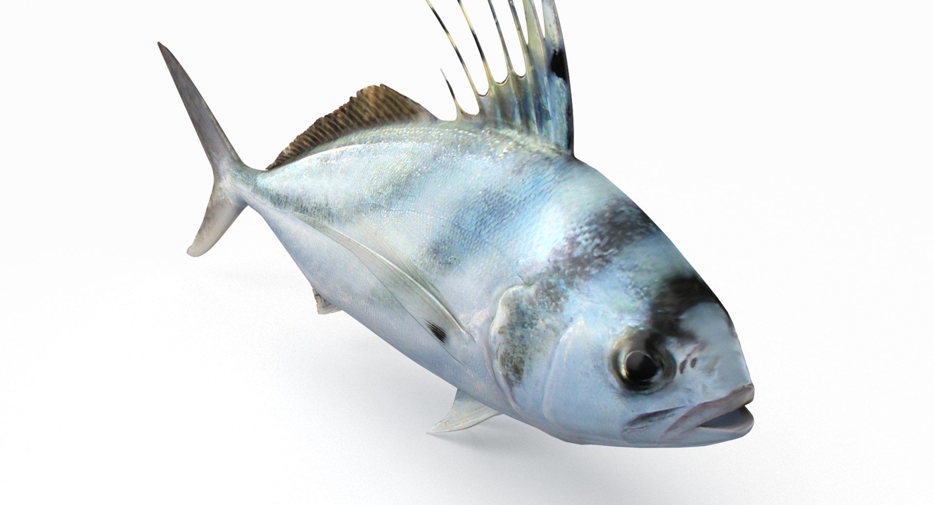 pbr fish wrasse snapper 3D model https://p.turbosquid.com/ts-thumb/91/kes61V/450wF51c/roosterfish3/jpg/1581447102/1920x1080/fit_q87/9965aed52bf92b3fac8a8a723bd333475ccd6f9e/roosterfish3.jpg