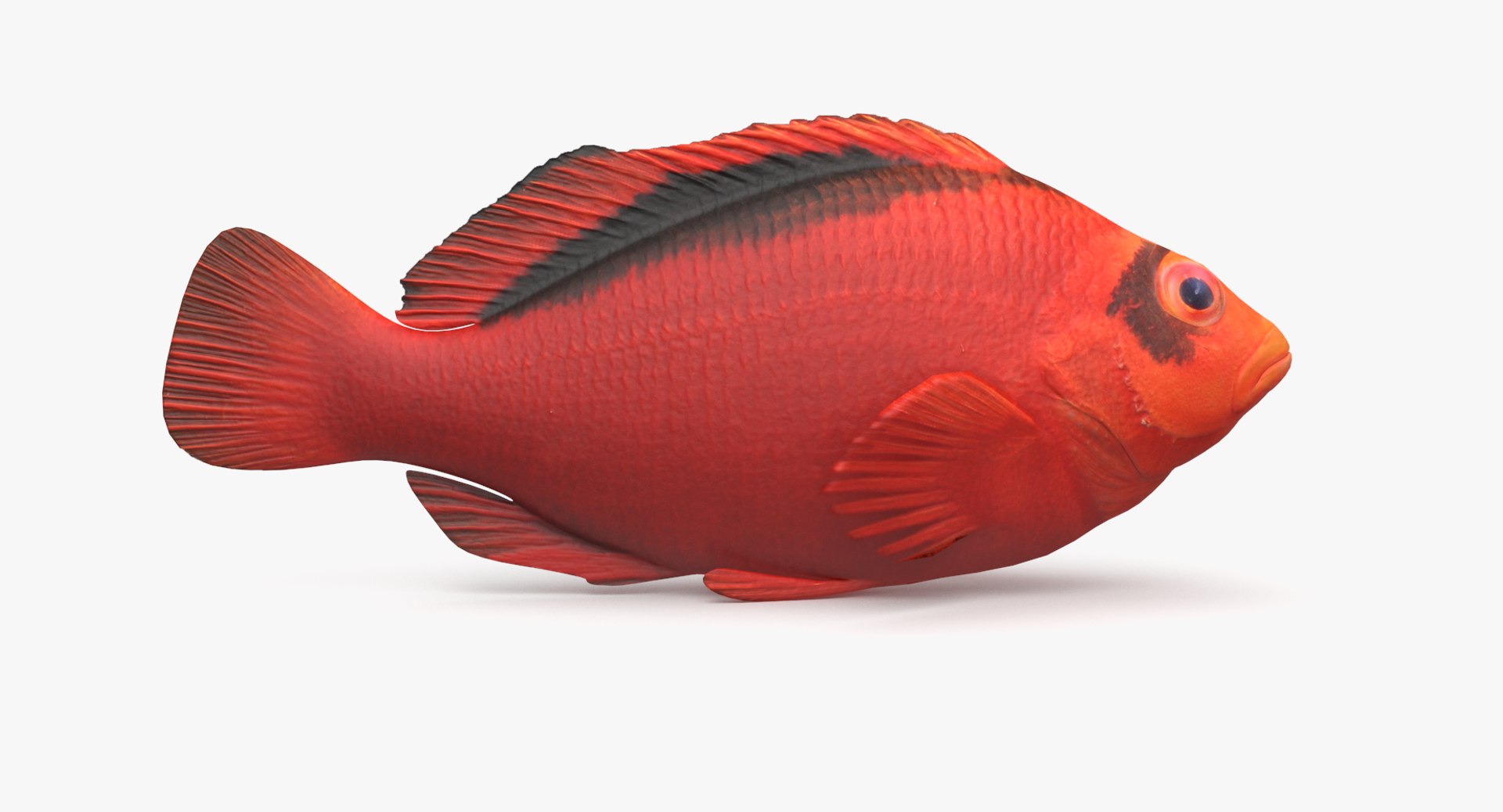 pbr fish wrasse snapper 3D model https://p.turbosquid.com/ts-thumb/91/kes61V/4f2kvJs3/flamehawkfish_r2/png/1581446851/1920x1080/fit_q87/08a916f04887fa4e34af74b45090536c32a056a8/flamehawkfish_r2.jpg