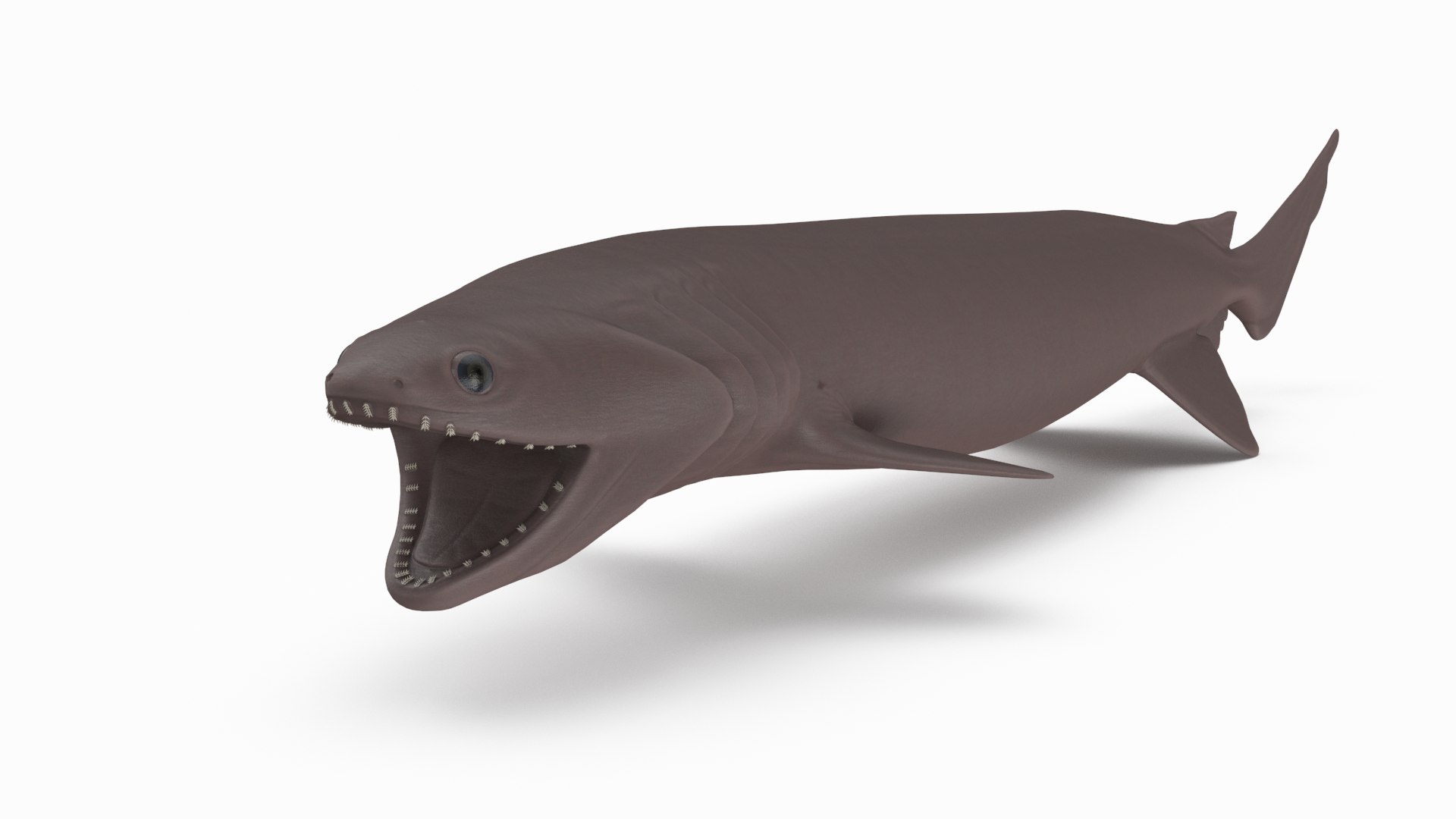 pbr fish wrasse snapper 3D model https://p.turbosquid.com/ts-thumb/91/kes61V/4tvF2UGr/frilledshark_r2/png/1581446867/1920x1080/fit_q87/1e72d6988740e3e1dfc6e5d089366114df072540/frilledshark_r2.jpg