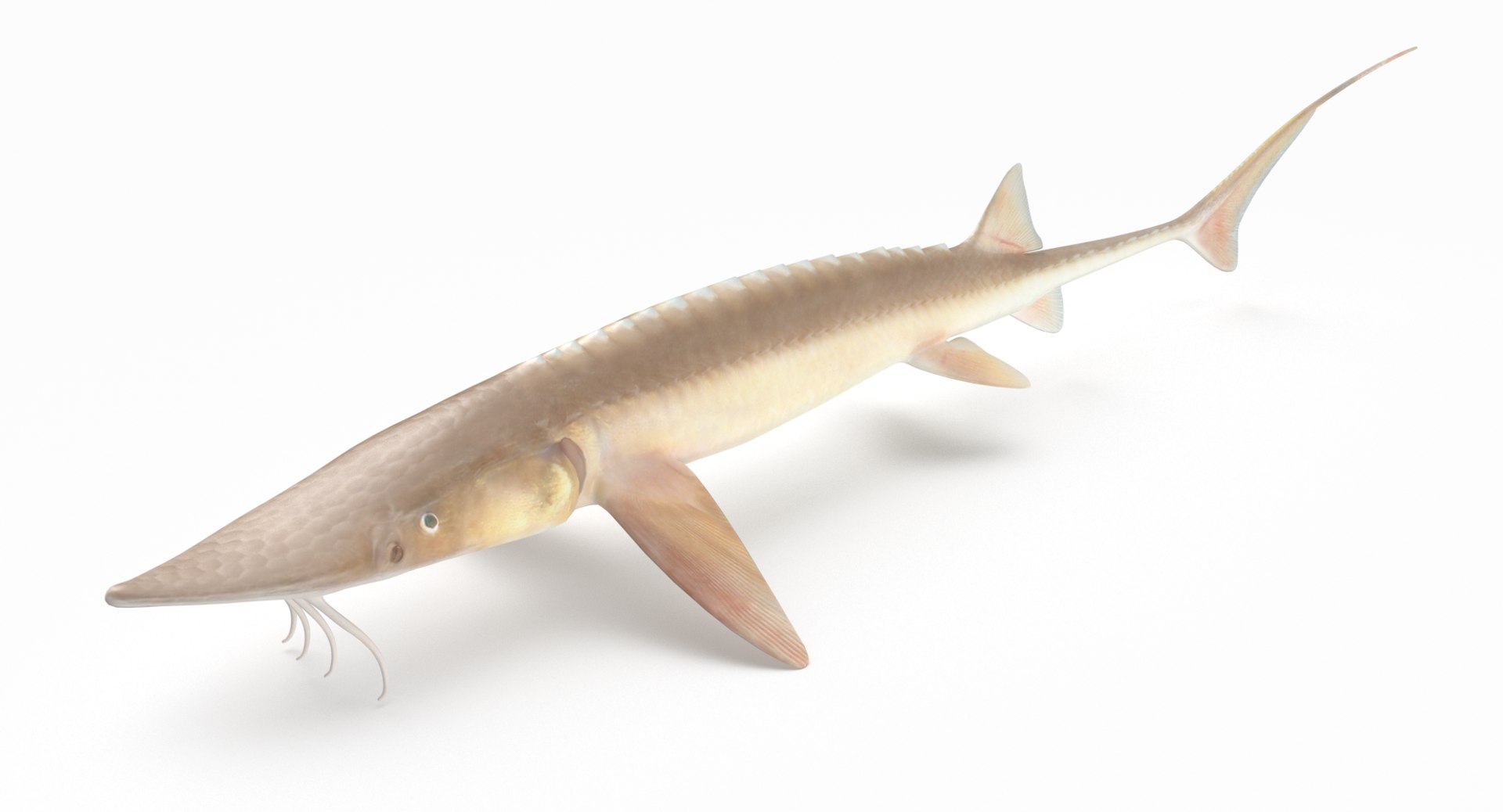 pbr fish wrasse snapper 3D model https://p.turbosquid.com/ts-thumb/91/kes61V/5DKLWx2l/shovelnosesturgeon_r2/png/1581447170/1920x1080/fit_q87/30056b63cca039eb61a7499d06325fc1f37ecd56/shovelnosesturgeon_r2.jpg