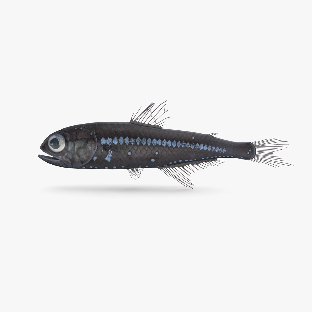 pbr fish wrasse snapper 3D model https://p.turbosquid.com/ts-thumb/91/kes61V/5FGc1WOt/lanternfish_r2s/png/1581446911/1920x1080/fit_q87/82ed9b38c0070a1b416989b9c4d810ac01254fe2/lanternfish_r2s.jpg