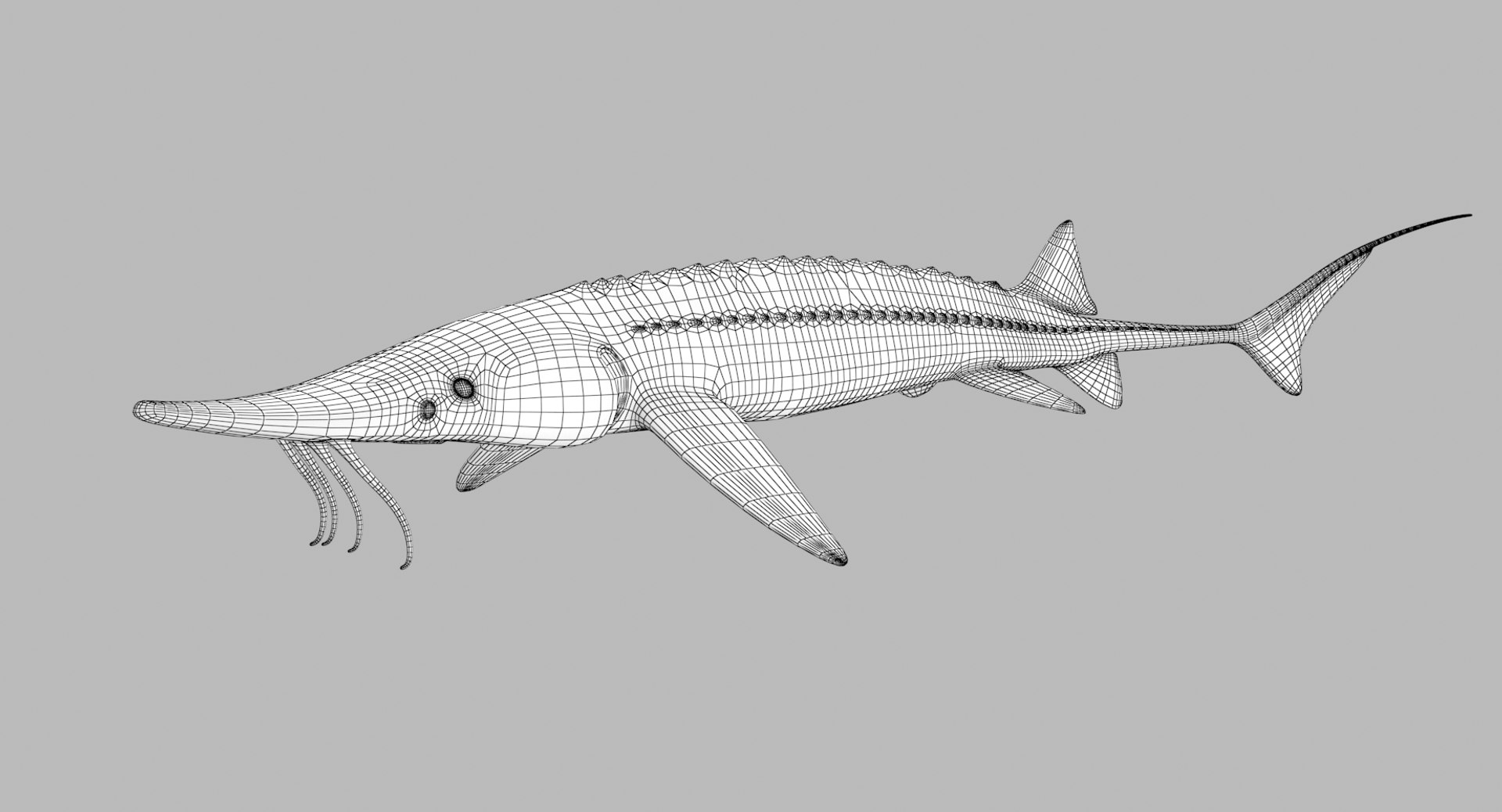 pbr fish wrasse snapper 3D model https://p.turbosquid.com/ts-thumb/91/kes61V/5JXBXHwA/shovelnosesturgeon_r1w/png/1581447169/1920x1080/fit_q87/b86238bb0e30ecceb924ae78b38f8f1500ee26e4/shovelnosesturgeon_r1w.jpg