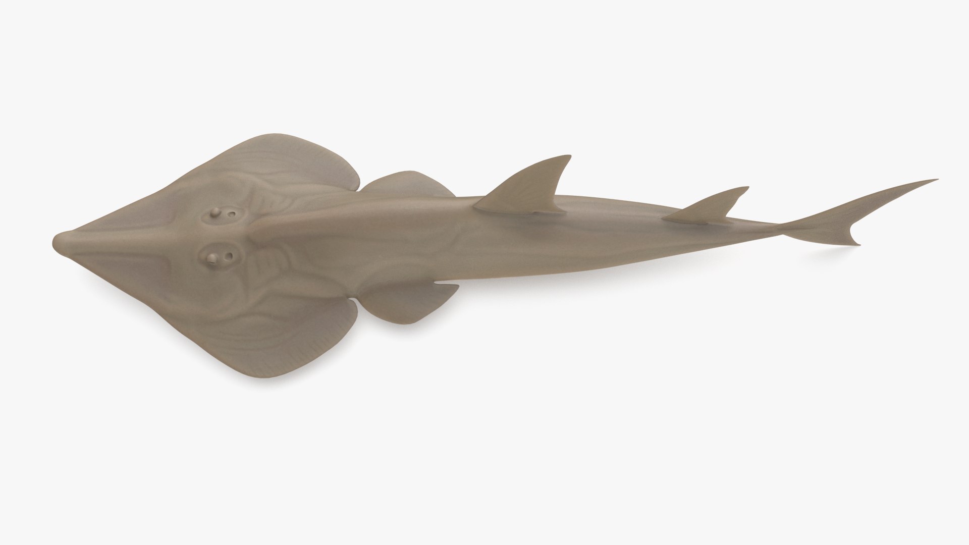 pbr fish wrasse snapper 3D model https://p.turbosquid.com/ts-thumb/91/kes61V/7xpvmxNa/shovelnoseguitarfish_r3/png/1581447140/1920x1080/fit_q87/5af72800bdcf9b80ee45a06c52968a66cb82aa94/shovelnoseguitarfish_r3.jpg