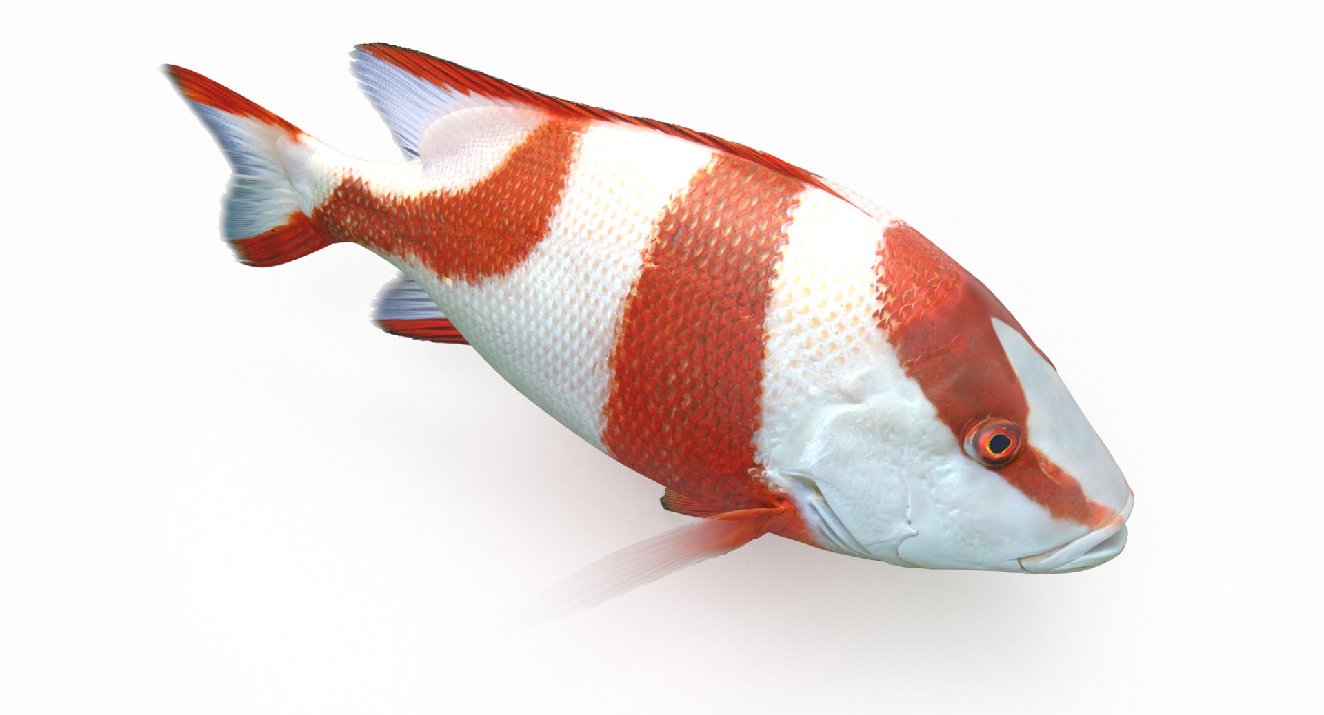 pbr fish wrasse snapper 3D model https://p.turbosquid.com/ts-thumb/91/kes61V/8DoghSUx/redemperorsnapper_r4/png/1581447072/1920x1080/fit_q87/cfbe75721bb490883c1b795beb549ace788cf4a3/redemperorsnapper_r4.jpg