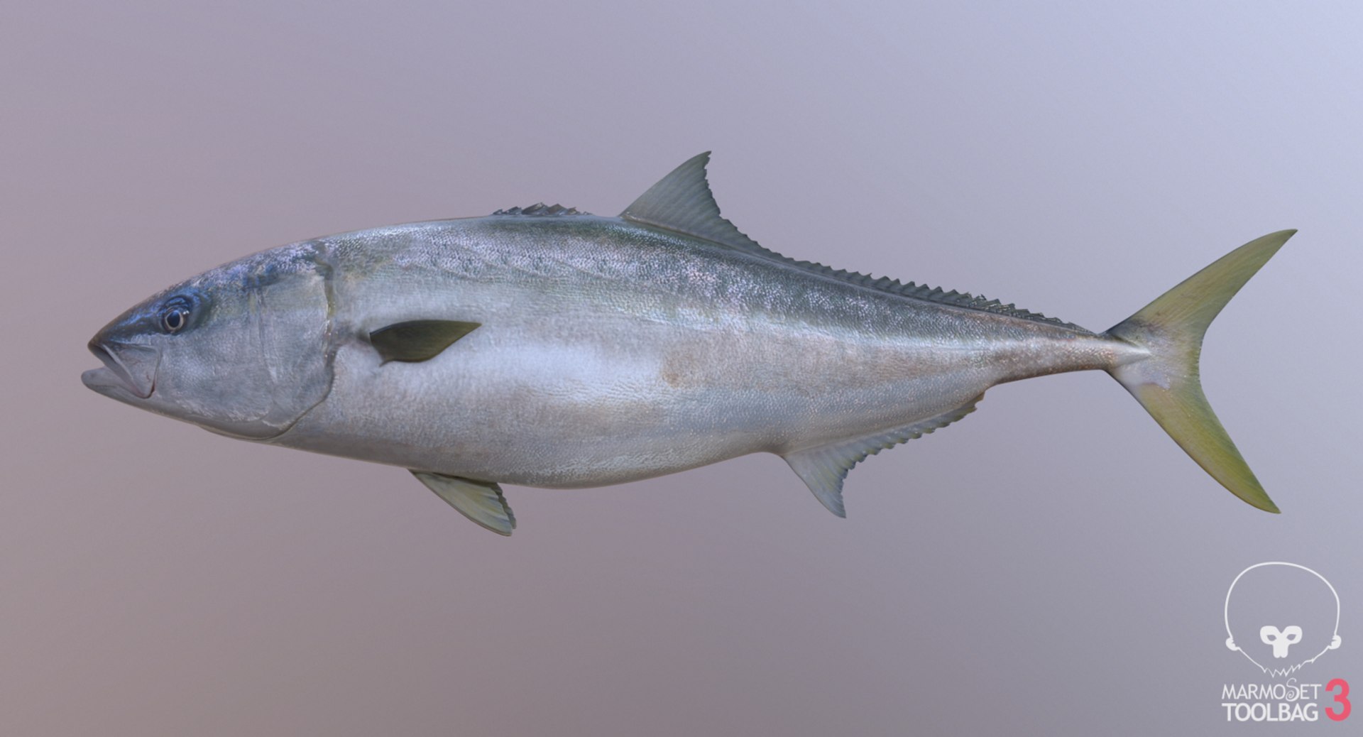 pbr fish wrasse snapper 3D model https://p.turbosquid.com/ts-thumb/91/kes61V/8QzwcXSl/yellowtail4/jpg/1581447237/1920x1080/fit_q87/f9539f0f40bd9c0a4f1f372c08672d616aade15e/yellowtail4.jpg