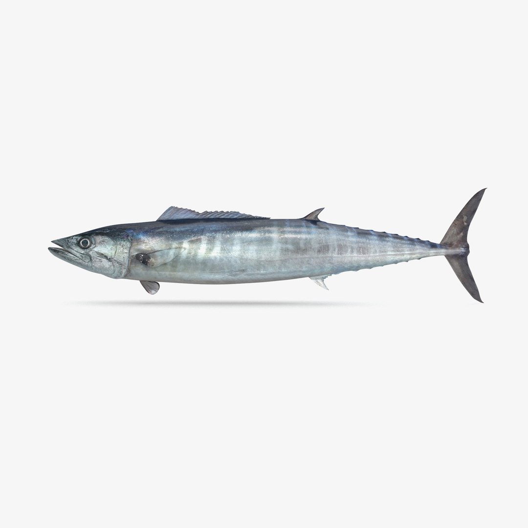 pbr fish wrasse snapper 3D model https://p.turbosquid.com/ts-thumb/91/kes61V/9McKfttC/wahoo1/jpg/1581447202/1920x1080/fit_q87/b235685cde232e015fe5de806d3002a1582b5514/wahoo1.jpg
