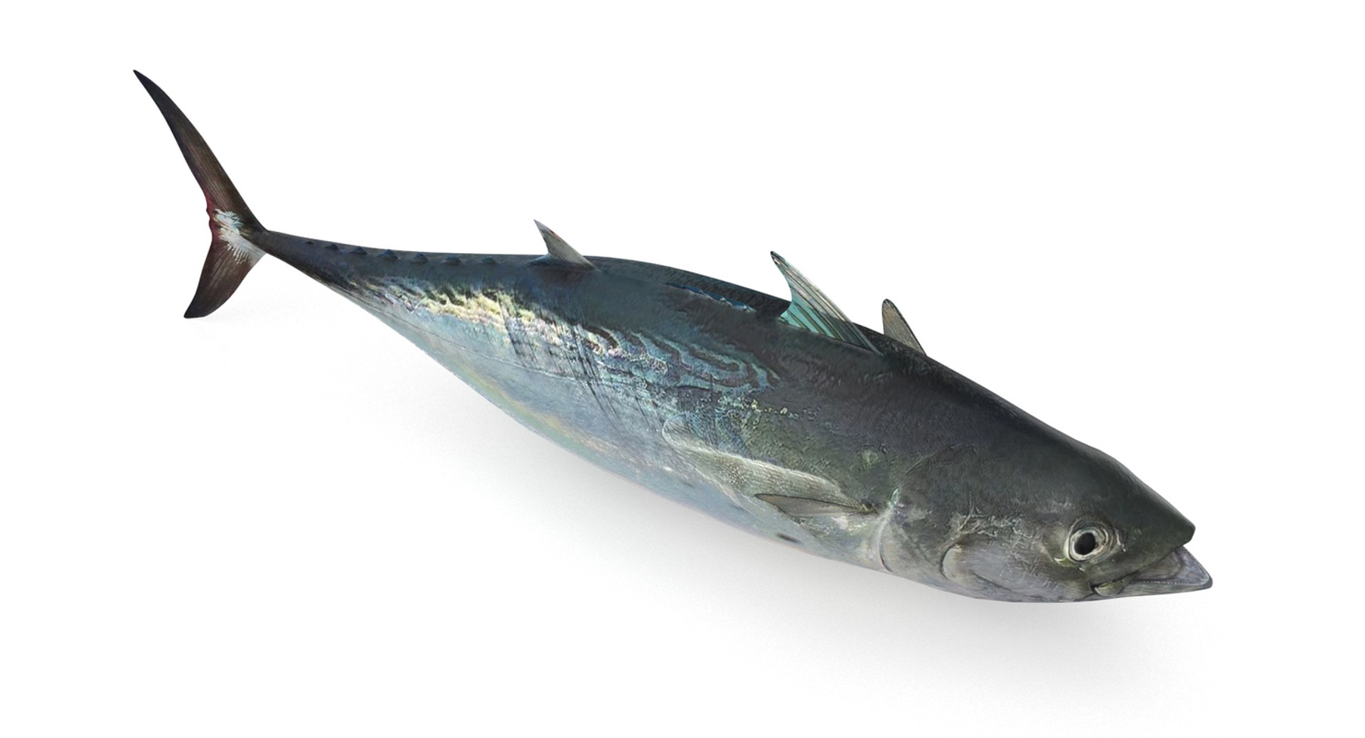 pbr fish wrasse snapper 3D model https://p.turbosquid.com/ts-thumb/91/kes61V/9efnXyG5/falsealbacore2/jpg/1581446850/1920x1080/fit_q87/7e201349a0cd0dd94b8e97c5117c9aa0c3482e5c/falsealbacore2.jpg