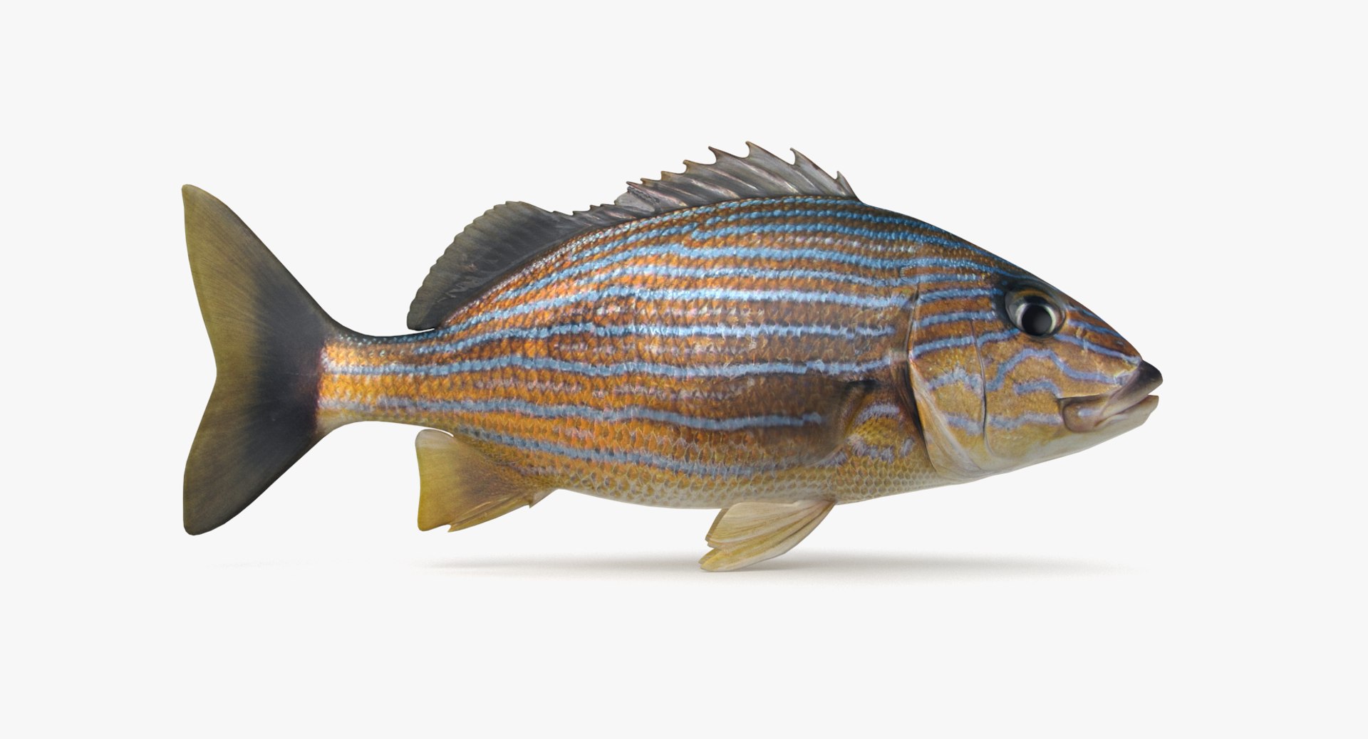 pbr fish wrasse snapper 3D model https://p.turbosquid.com/ts-thumb/91/kes61V/Bii8HkJ2/bsg_r1/png/1581446788/1920x1080/fit_q87/a043ae97578a8e077129e0f83a2f274553b0de07/bsg_r1.jpg