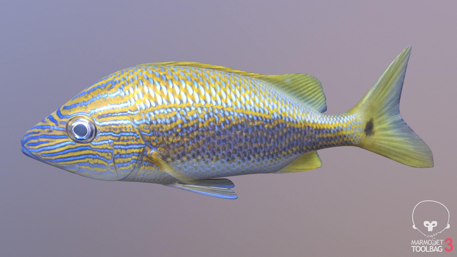 pbr fish wrasse snapper 3D model https://p.turbosquid.com/ts-thumb/91/kes61V/C5kNQSaB/caesscreenshot738/jpg/1581446816/1920x1080/fit_q87/ca4109a9959e01b687f81050257afef5a8b672cf/caesscreenshot738.jpg