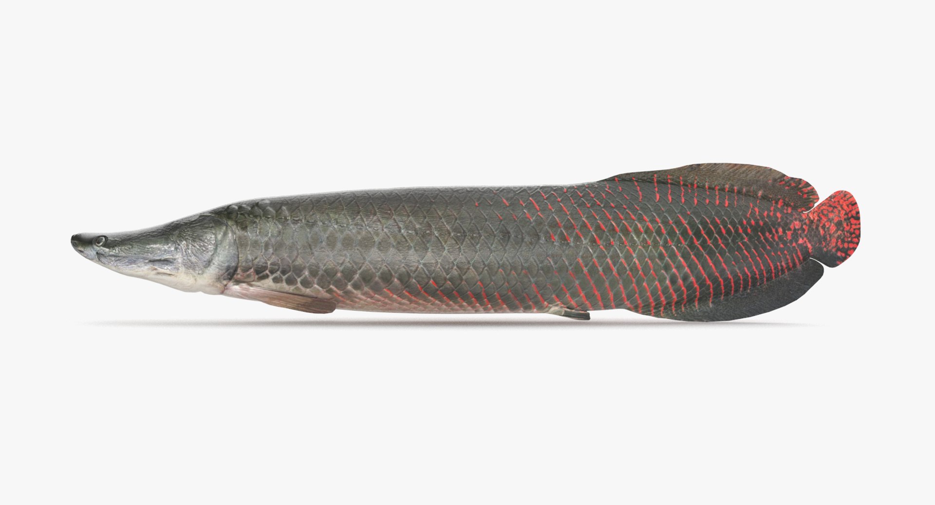 pbr fish wrasse snapper 3D model https://p.turbosquid.com/ts-thumb/91/kes61V/Cb4ab3Rj/arapaima_r1/png/1581446716/1920x1080/fit_q87/c1135d4f0342d7be1489c1c6b8ace3a95b7f90bb/arapaima_r1.jpg