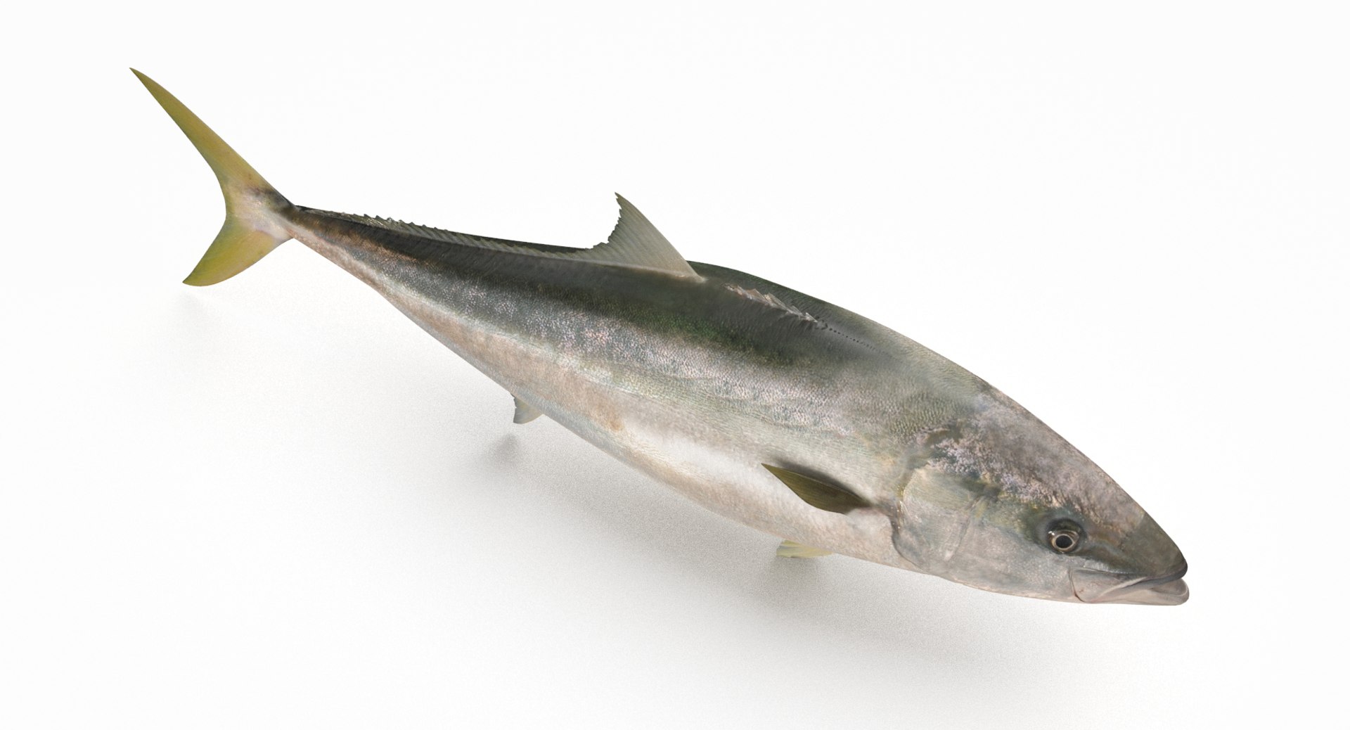 pbr fish wrasse snapper 3D model https://p.turbosquid.com/ts-thumb/91/kes61V/EhELO4h9/yellowtail2/jpg/1581447235/1920x1080/fit_q87/1e09b78656646ea5ac599e2ec3c723102d2400b0/yellowtail2.jpg