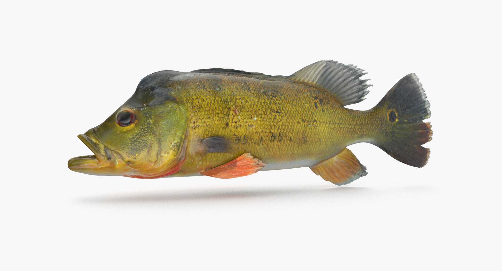 pbr fish wrasse snapper 3D model https://p.turbosquid.com/ts-thumb/91/kes61V/F1H73ZNy/peacockbass_r1/png/1581446989/1920x1080/fit_q87/9feb61acd21901e47826f49602f5ce5c7d71069c/peacockbass_r1.jpg