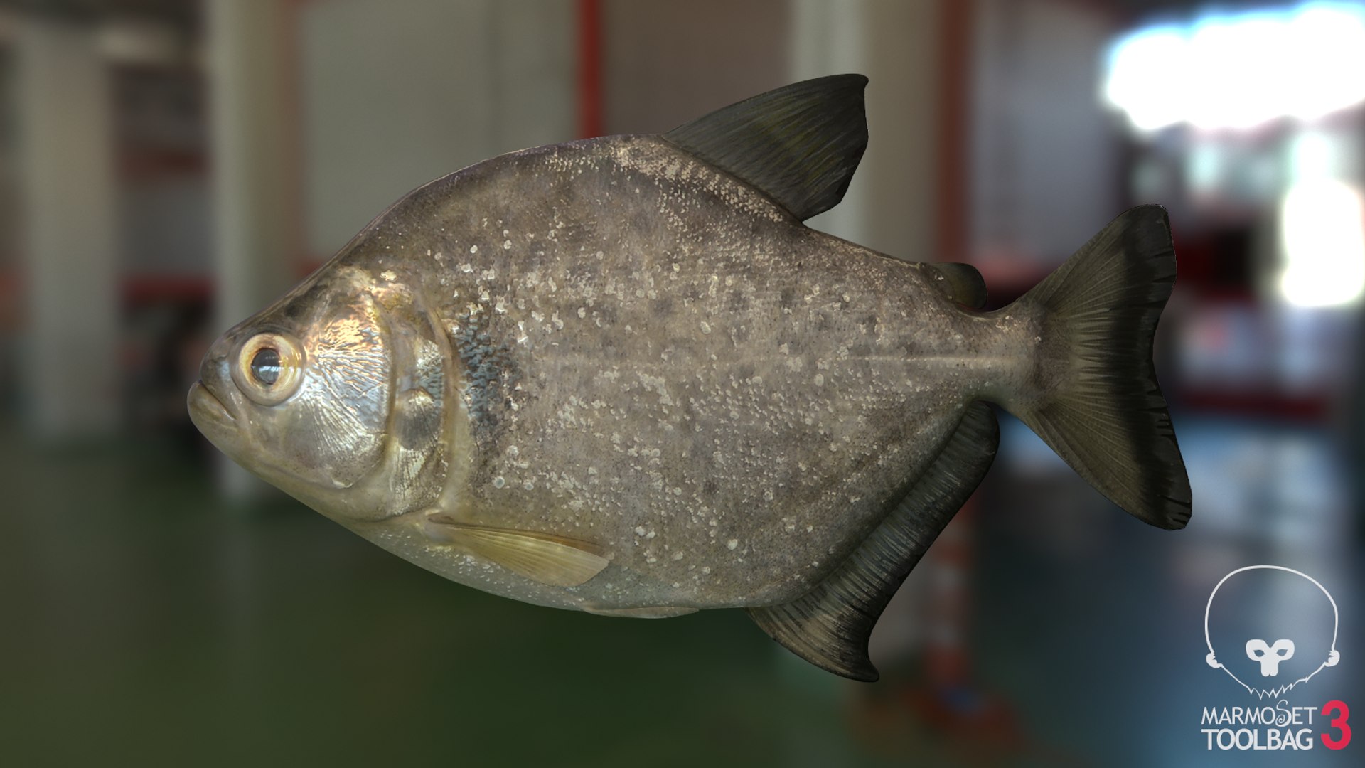 pbr fish wrasse snapper 3D model https://p.turbosquid.com/ts-thumb/91/kes61V/FtjFgMAX/violetscreenshot436/png/1581447223/1920x1080/fit_q87/7ad3151ce6976c84f2dd49d54750fb16552560dc/violetscreenshot436.jpg
