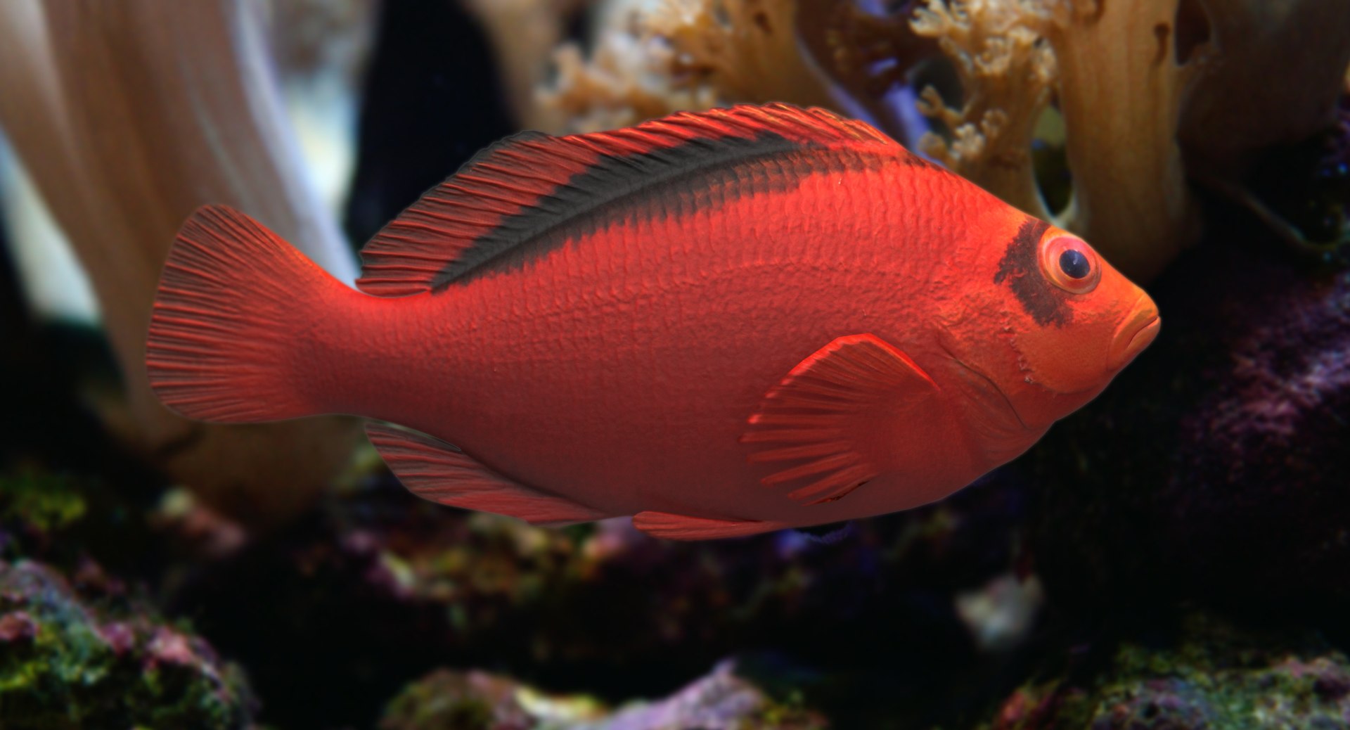 pbr fish wrasse snapper 3D model https://p.turbosquid.com/ts-thumb/91/kes61V/GzmXzAc0/flame22/png/1581446852/1920x1080/fit_q87/d55edd123426febca3ce03bc0c1a024fd092aa7b/flame22.jpg