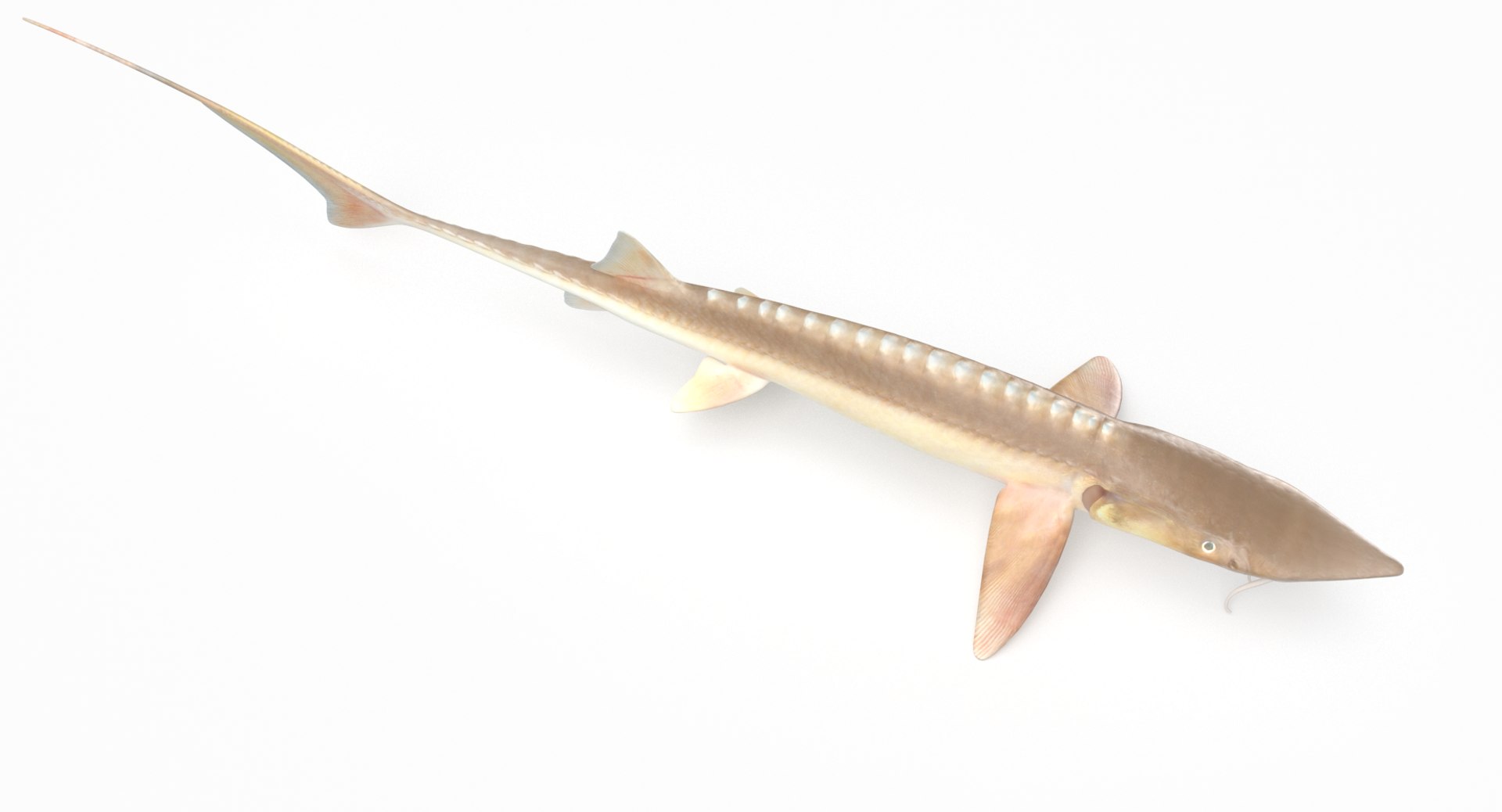 pbr fish wrasse snapper 3D model https://p.turbosquid.com/ts-thumb/91/kes61V/H1GD2XOT/shovelnosesturgeon_r3/png/1581447171/1920x1080/fit_q87/b7507e7ccc9e0c331a6950027d61220faa0a8b6d/shovelnosesturgeon_r3.jpg