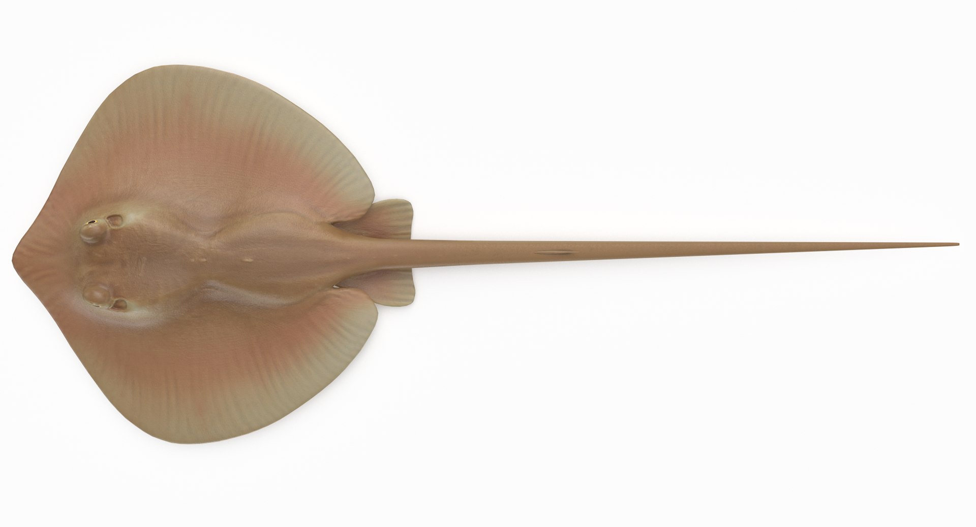 pbr fish wrasse snapper 3D model https://p.turbosquid.com/ts-thumb/91/kes61V/If9pBCx2/atlanticstingray_r2/png/1581446729/1920x1080/fit_q87/f6a4bbc3f2f7991223748dde336781f6f1b8f365/atlanticstingray_r2.jpg