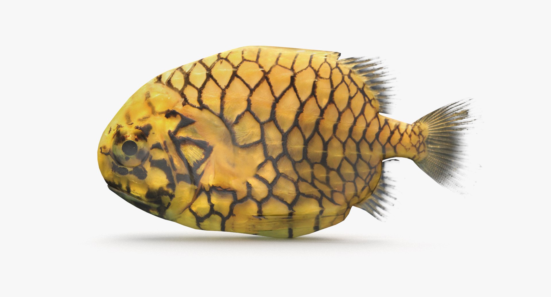 pbr fish wrasse snapper 3D model https://p.turbosquid.com/ts-thumb/91/kes61V/IfbI1XUR/pineapplefish_r1/png/1581447032/1920x1080/fit_q87/3347e4e5a6f360017fa9a98181cc388a970f5f78/pineapplefish_r1.jpg