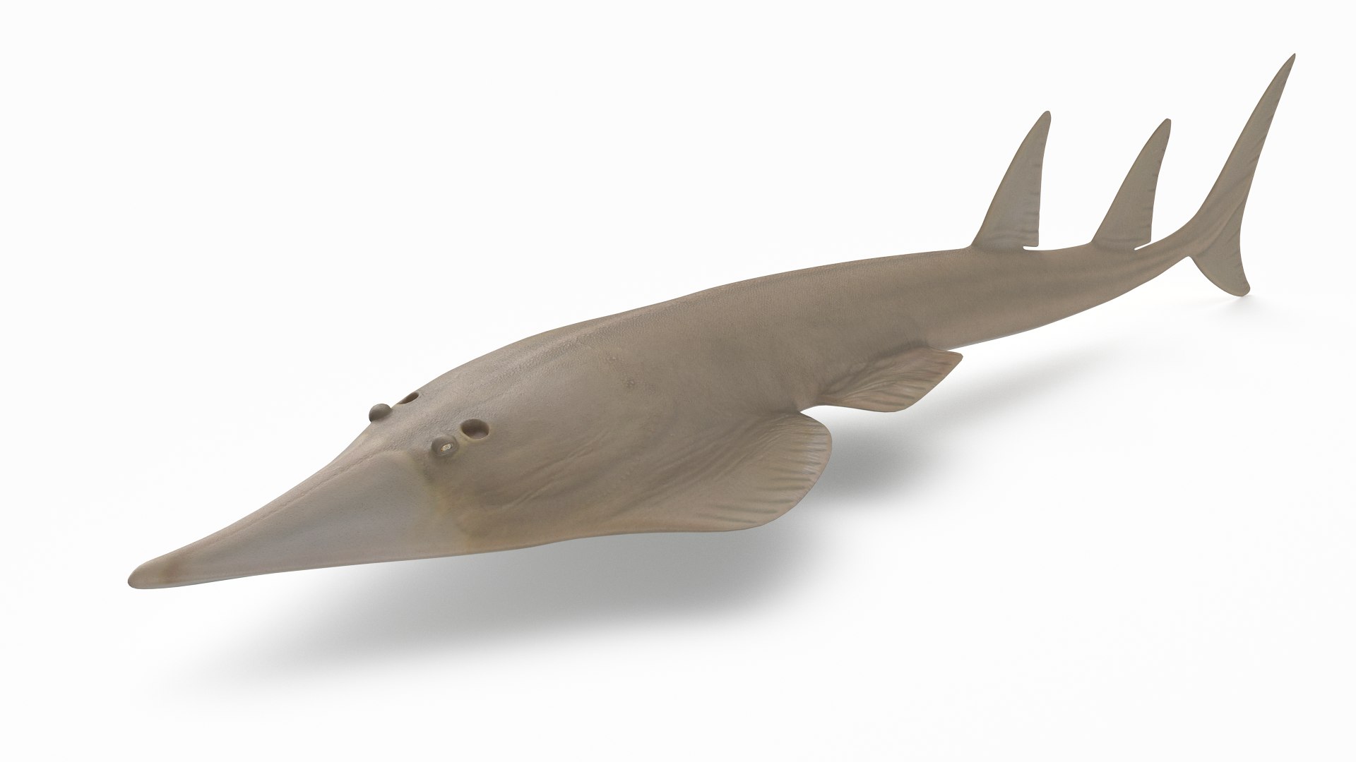 pbr fish wrasse snapper 3D model https://p.turbosquid.com/ts-thumb/91/kes61V/KD6N3mg8/giantshovelnoseray_r1/png/1581446887/1920x1080/fit_q87/7a70fed2c33bf5f770246d821f7f2e5255c60642/giantshovelnoseray_r1.jpg