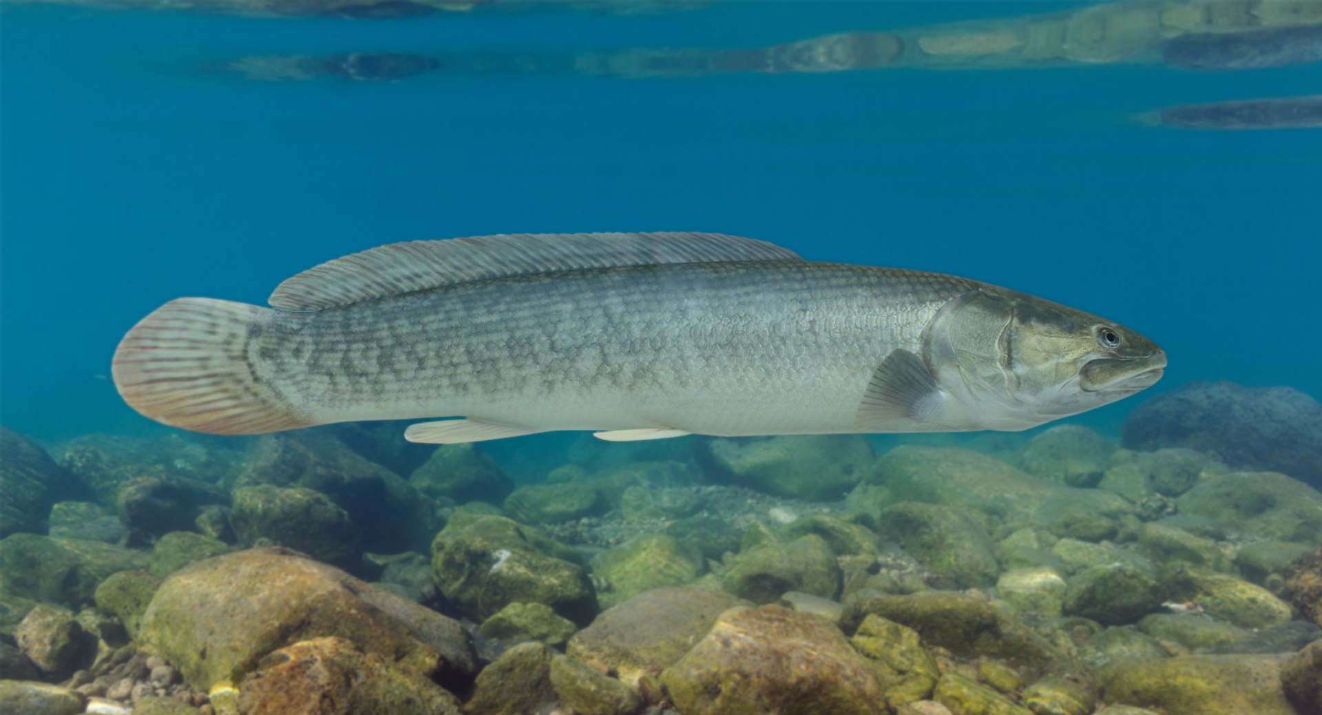 pbr fish wrasse snapper 3D model https://p.turbosquid.com/ts-thumb/91/kes61V/KLELyslR/bowfin_r1c/png/1581446779/1920x1080/fit_q87/ddf945bd883f6dd92b64bc68c8a89ed05b5a5dd0/bowfin_r1c.jpg