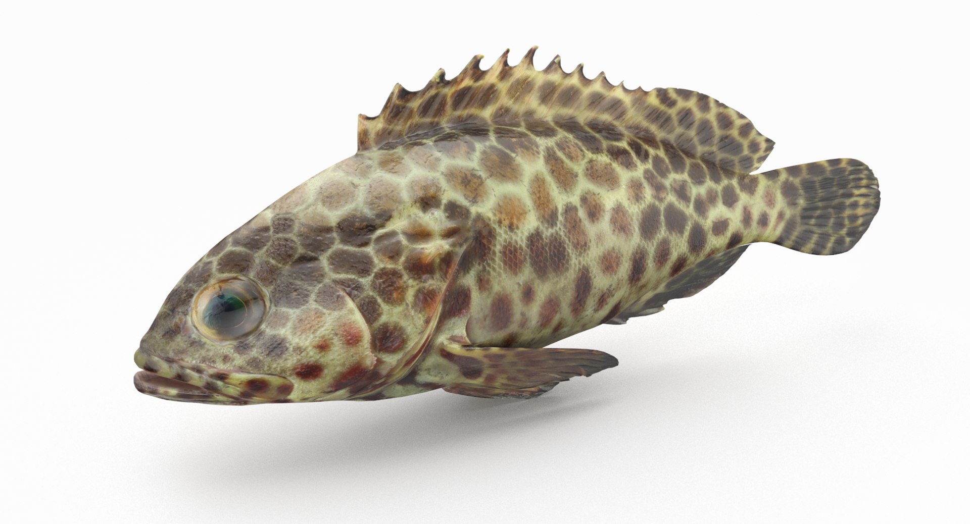 pbr fish wrasse snapper 3D model https://p.turbosquid.com/ts-thumb/91/kes61V/LC1LD09X/grouper_r2/png/1581446899/1920x1080/fit_q87/ae55f277cd6e5e46e8f974737df1609a2c50a9a4/grouper_r2.jpg