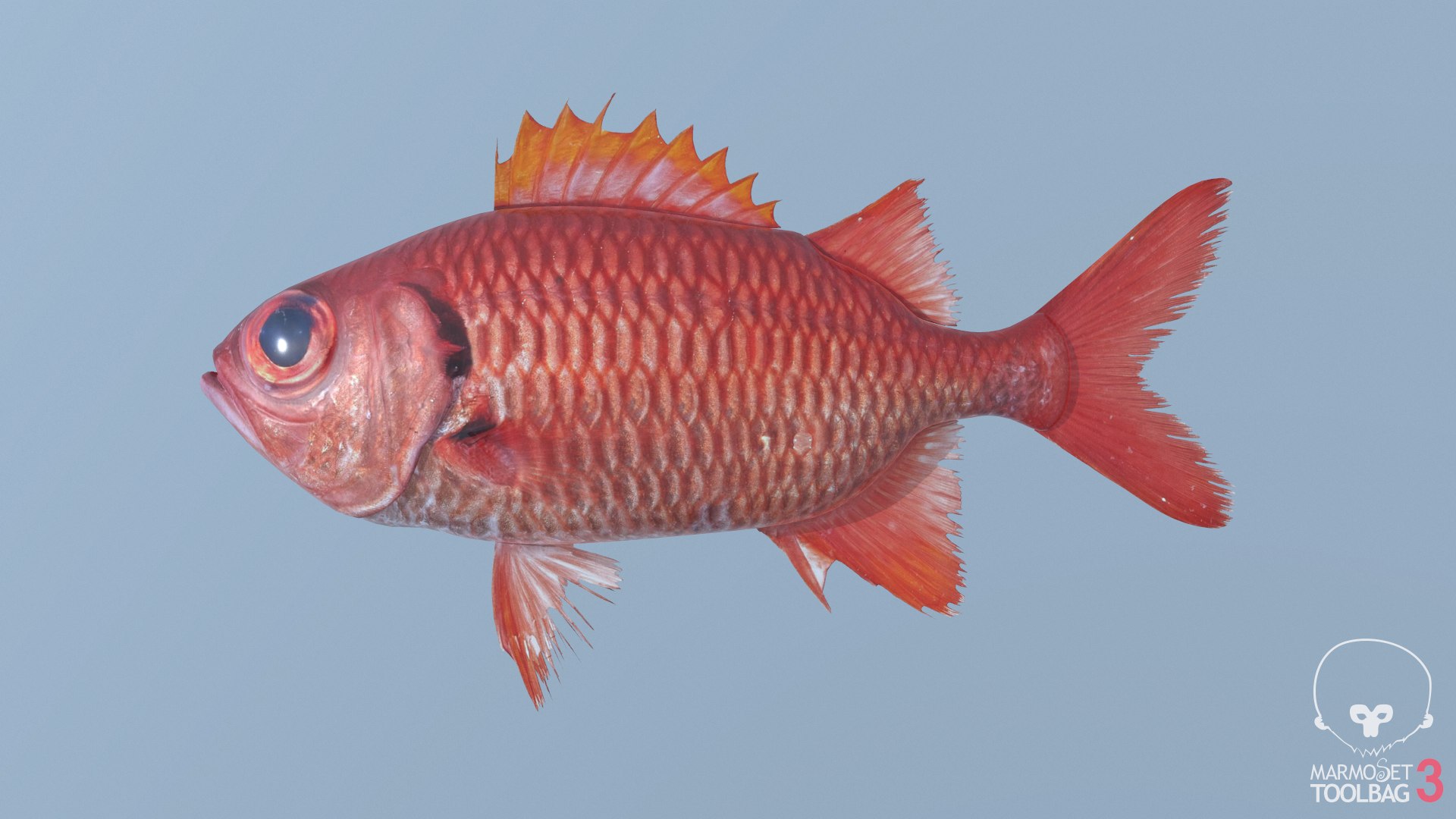 pbr fish wrasse snapper 3D model https://p.turbosquid.com/ts-thumb/91/kes61V/MGDMCU2r/soldierfish1/png/1581447178/1920x1080/fit_q87/1a5d7f6c4bb1f582504e384af3e3c1789305c83e/soldierfish1.jpg