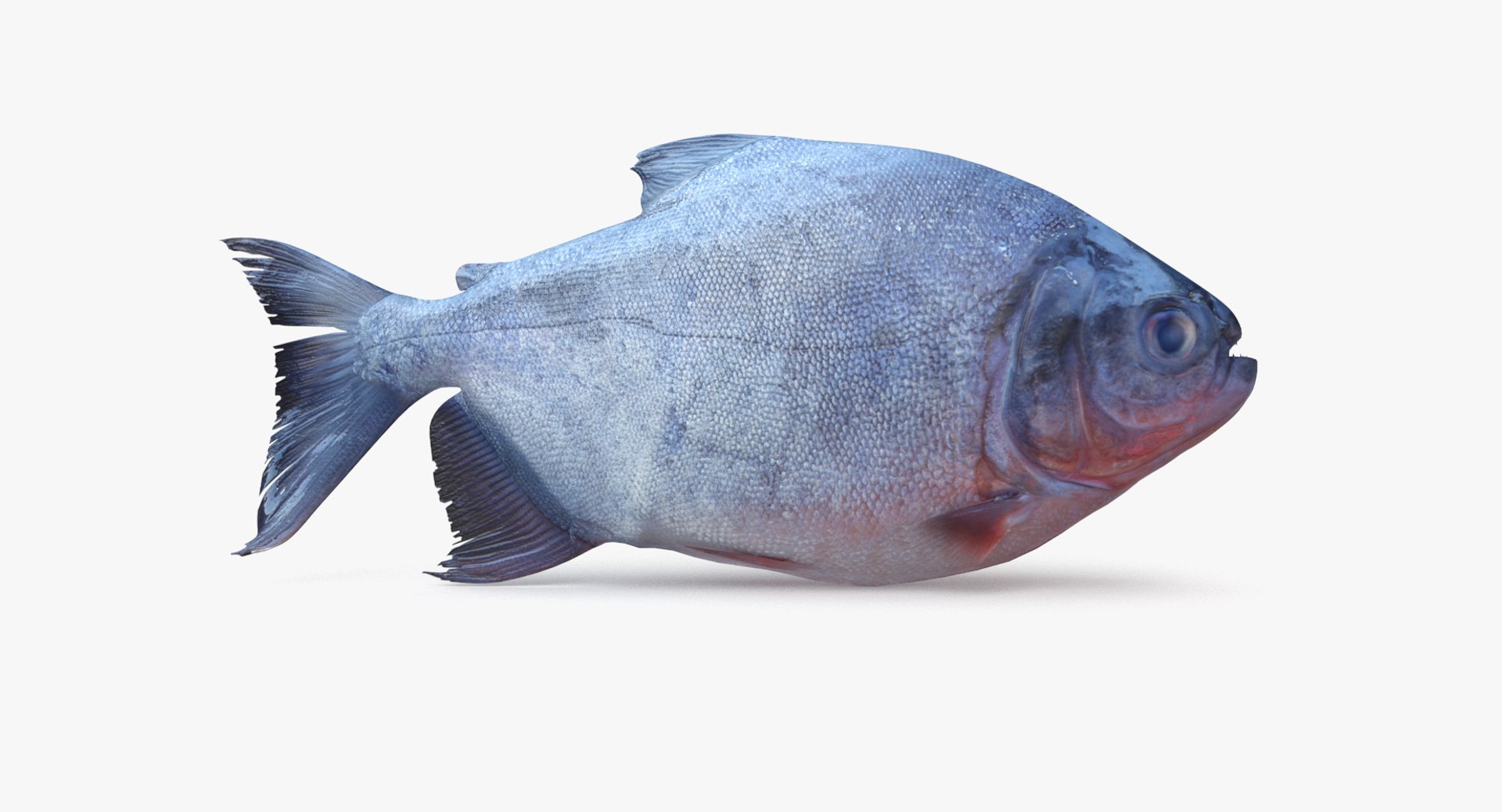 pbr fish wrasse snapper 3D model https://p.turbosquid.com/ts-thumb/91/kes61V/MPEqKQ2v/piranha_r1/png/1581447039/1920x1080/fit_q87/3358604b93a59ddbb60cd2cb253b82f2b4e00338/piranha_r1.jpg