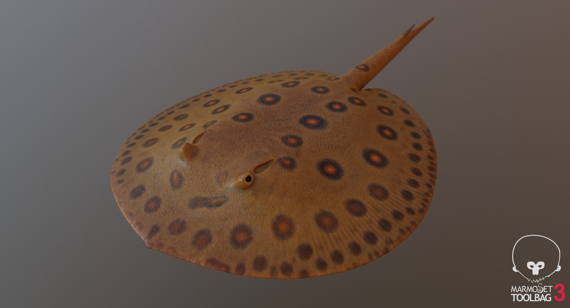 pbr fish wrasse snapper 3D model https://p.turbosquid.com/ts-thumb/91/kes61V/Mwiia8eL/freshscreenshot621/png/1581446865/1920x1080/fit_q87/5d2d6531fd05d40ac2a728ddc4ca7d2ae9a44a45/freshscreenshot621.jpg