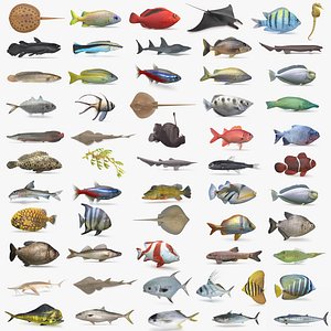 PBR Fish Collection