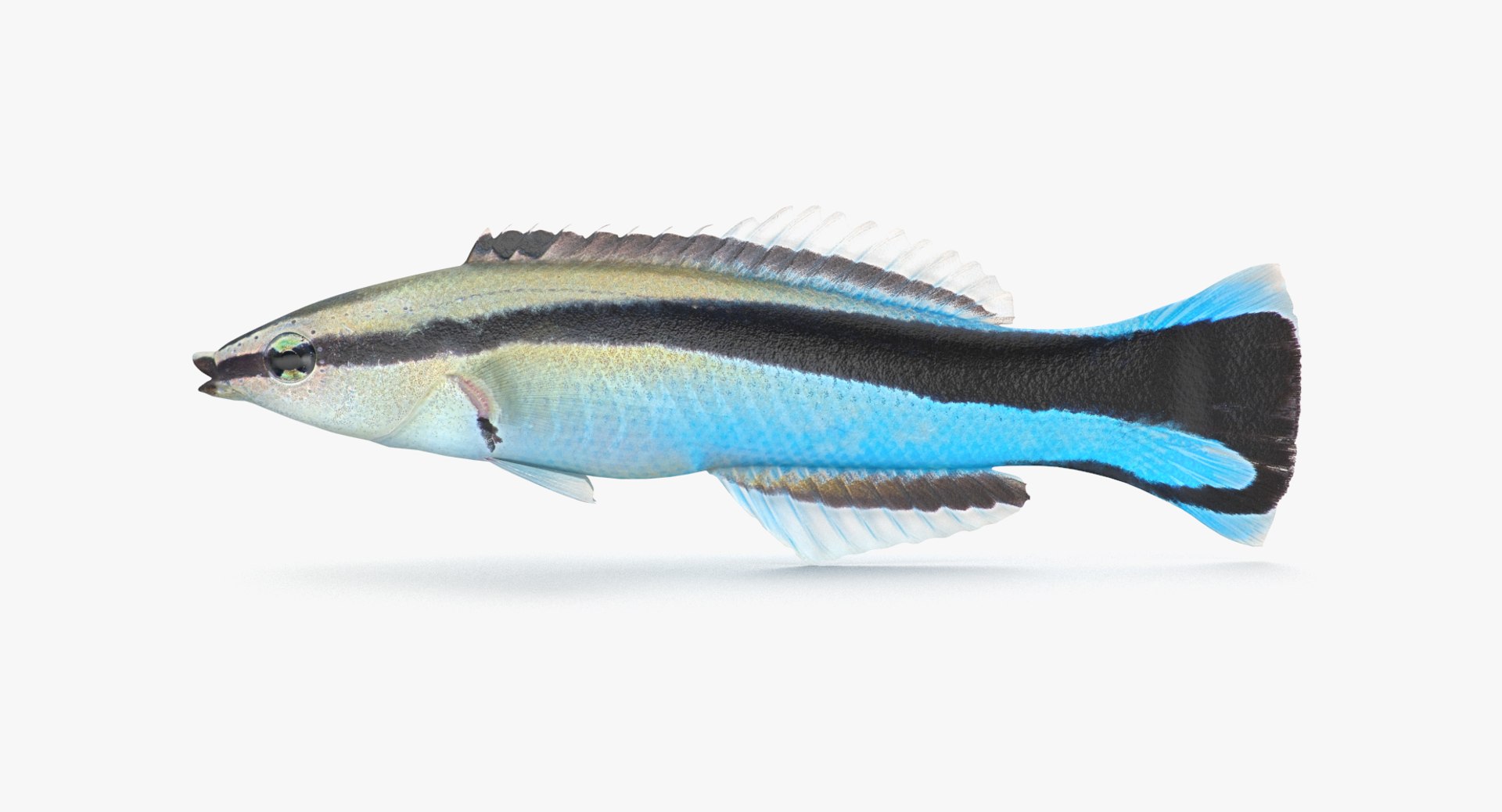 pbr fish wrasse snapper 3D model https://p.turbosquid.com/ts-thumb/91/kes61V/OZ3h5ttn/cleanerwrasse_r1/png/1581446825/1920x1080/fit_q87/1b5c5432f88289f93aea45e08e027119a511139a/cleanerwrasse_r1.jpg
