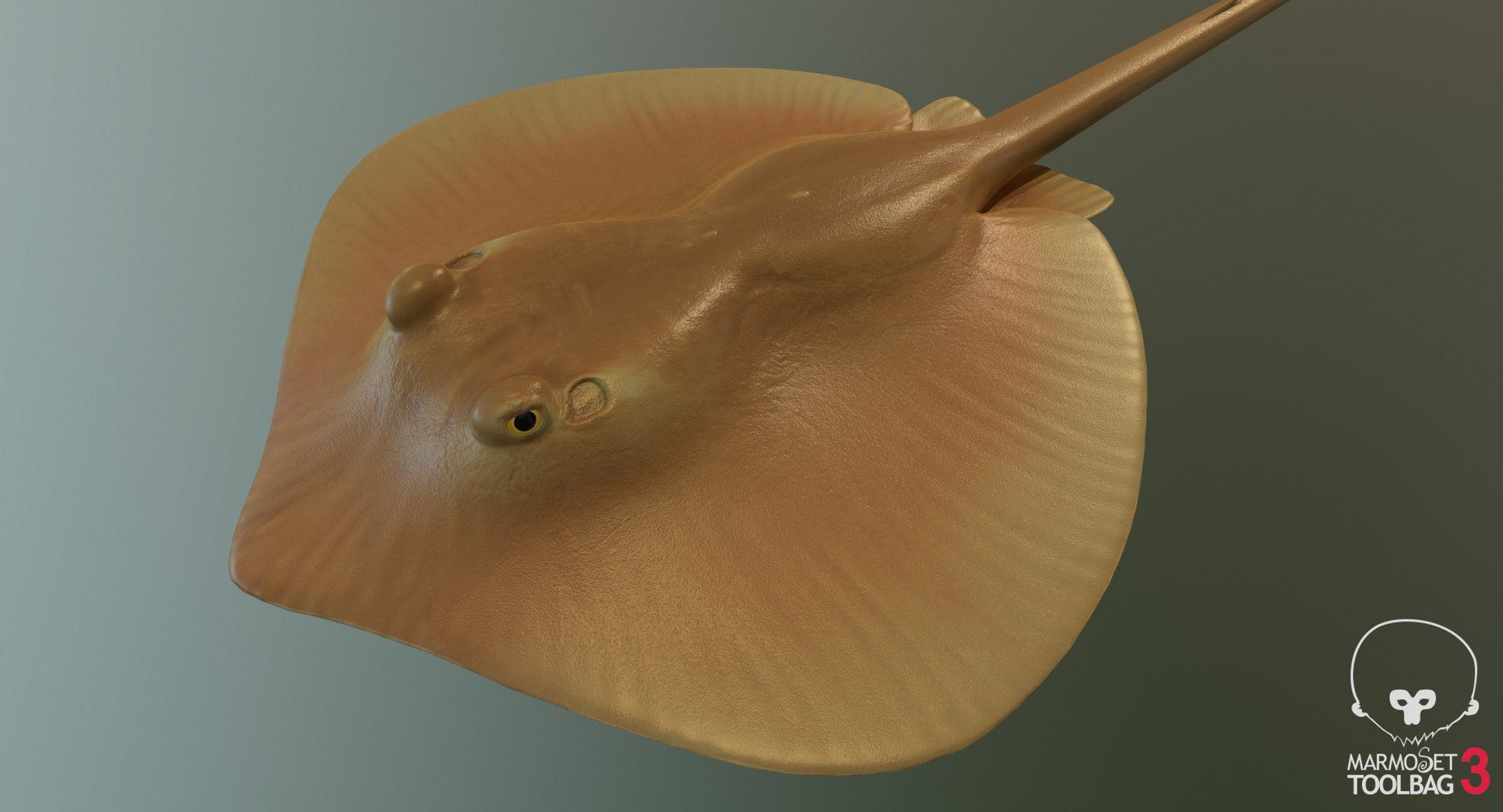pbr fish wrasse snapper 3D model https://p.turbosquid.com/ts-thumb/91/kes61V/PHmUWk5s/atlantcreenshot607/png/1581446732/1920x1080/fit_q87/197aa64af6a94388062aca8b50fe713b6ed9b57b/atlantcreenshot607.jpg