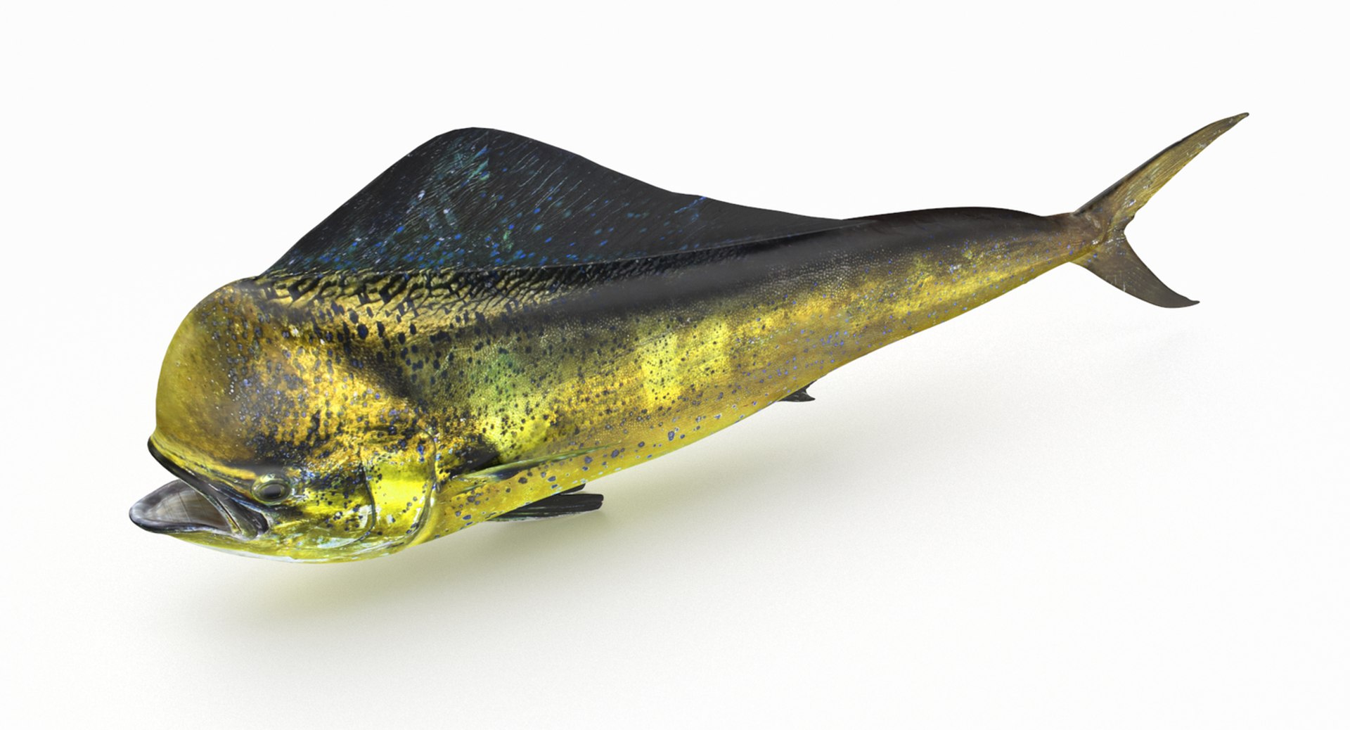 pbr fish wrasse snapper 3D model https://p.turbosquid.com/ts-thumb/91/kes61V/QltTiWsh/dorado2/jpg/1581446849/1920x1080/fit_q87/ac8e30a4162e8bb45d738920d16318a6b4414420/dorado2.jpg