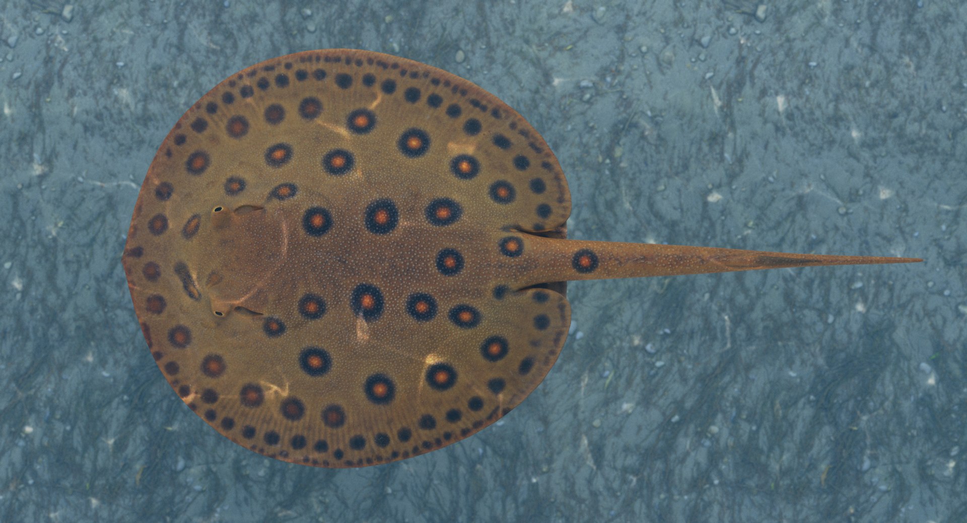pbr fish wrasse snapper 3D model https://p.turbosquid.com/ts-thumb/91/kes61V/RHZGEhaf/fwsr_r1c/png/1581446888/1920x1080/fit_q87/2bde261e3987c27509115578b82cfd895d04b7e1/fwsr_r1c.jpg