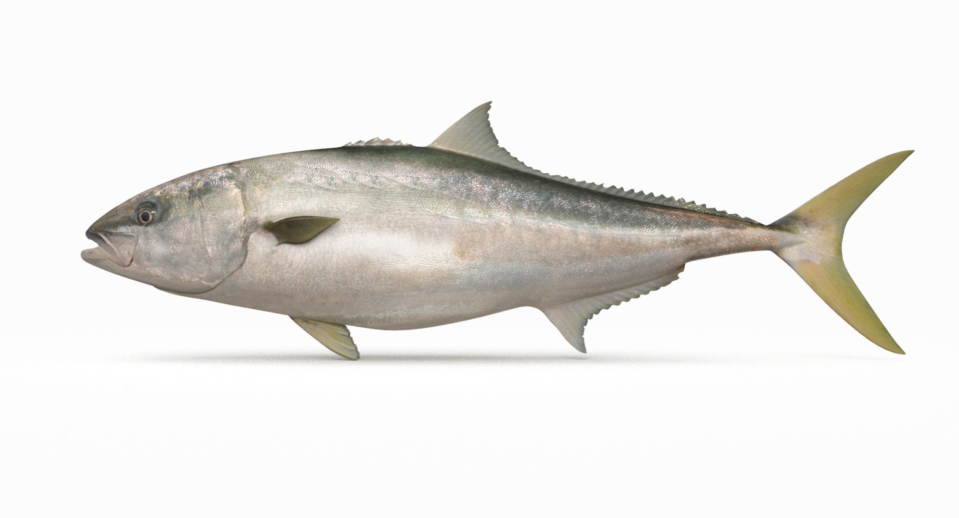 pbr fish wrasse snapper 3D model https://p.turbosquid.com/ts-thumb/91/kes61V/Syzxi0da/yellowtail1/jpg/1581447234/1920x1080/fit_q87/9639107a4a7b7c1c1d9f61a7cea49eb0ca21b1b0/yellowtail1.jpg