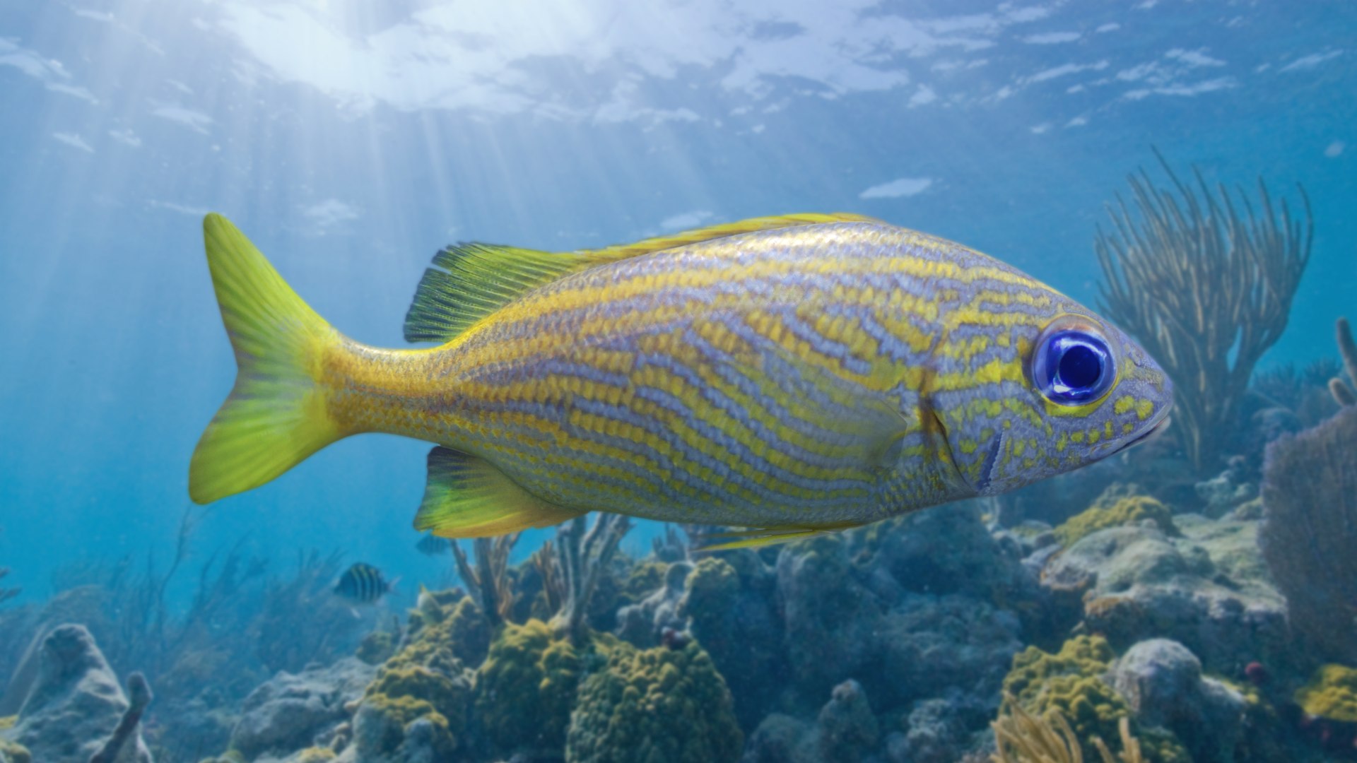 pbr fish wrasse snapper 3D model https://p.turbosquid.com/ts-thumb/91/kes61V/UbFTNhIS/frenchgrunt_r1c/png/1581446854/1920x1080/fit_q87/e76be300cd37167240a55c045830e57a667dcab4/frenchgrunt_r1c.jpg