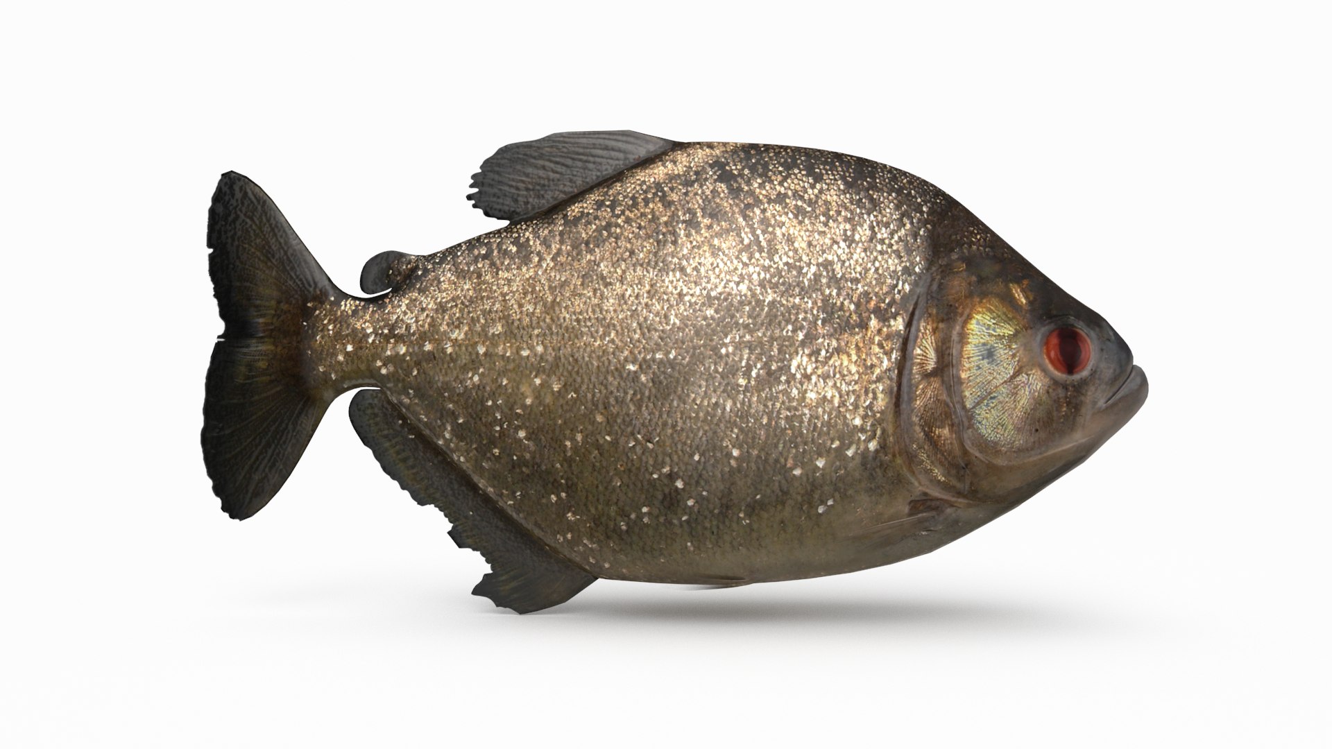 pbr fish wrasse snapper 3D model https://p.turbosquid.com/ts-thumb/91/kes61V/V5mDn5cz/redeyepiranha_r1/png/1581447079/1920x1080/fit_q87/9cc88ed5f44f0fabfb3e0edb0a4a9b43d0a18bd7/redeyepiranha_r1.jpg