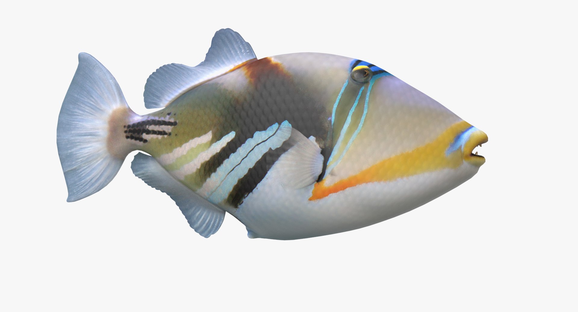 pbr fish wrasse snapper 3D model https://p.turbosquid.com/ts-thumb/91/kes61V/VPyRD4yC/picassotrigger_r1/png/1581447011/1920x1080/fit_q87/008b86292b71b6ac5fc31e00242a466e1f6e7c4e/picassotrigger_r1.jpg