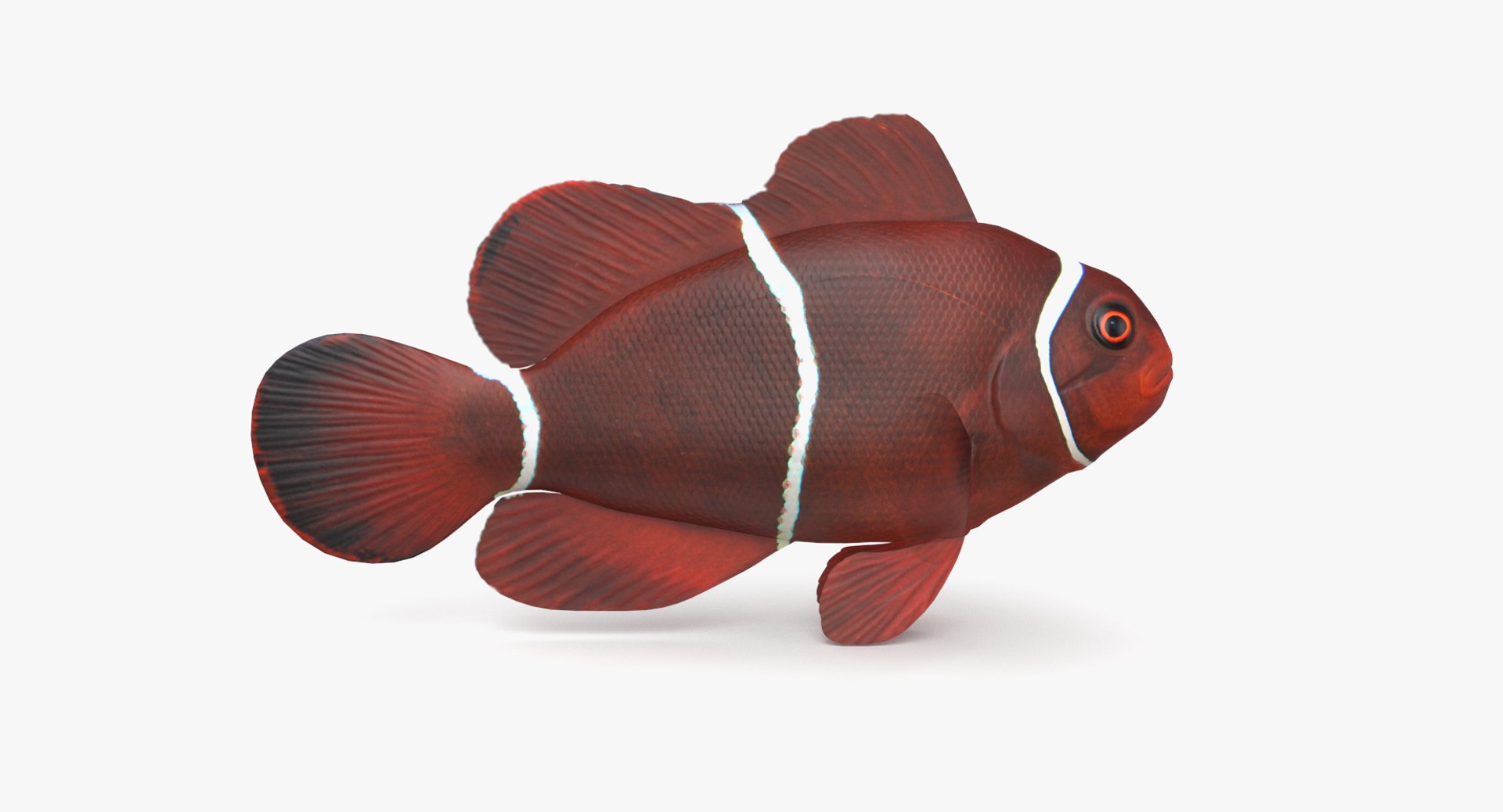 pbr fish wrasse snapper 3D model https://p.turbosquid.com/ts-thumb/91/kes61V/VmRcbmbD/maroonclown_r1/png/1581446932/1920x1080/fit_q87/521cb1489375f1861470db142d558af2250aaf6b/maroonclown_r1.jpg
