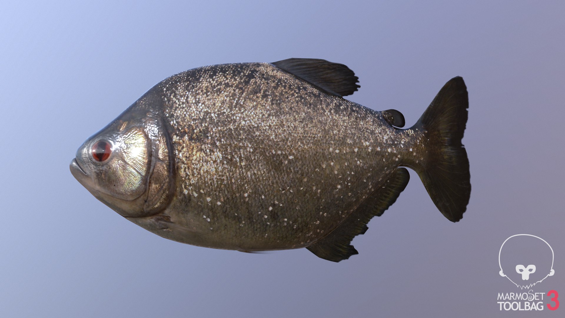 pbr fish wrasse snapper 3D model https://p.turbosquid.com/ts-thumb/91/kes61V/WRA53psx/redeyescreenshot432/png/1581447084/1920x1080/fit_q87/c751b1b0f04b74d731c889c51a1d5eb362434fea/redeyescreenshot432.jpg