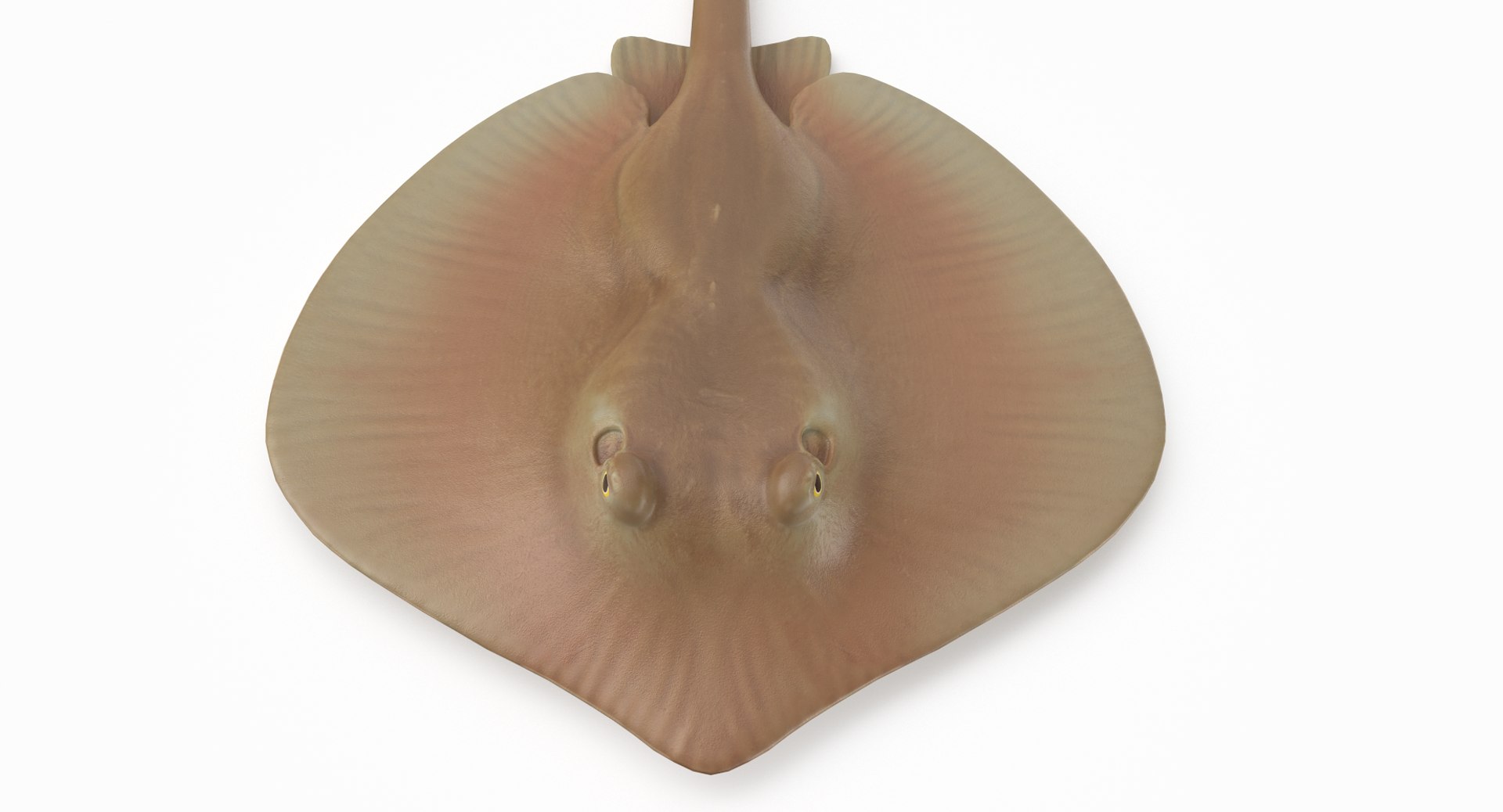 pbr fish wrasse snapper 3D model https://p.turbosquid.com/ts-thumb/91/kes61V/WT2MZVVs/atlanticstingray_r3/png/1581446732/1920x1080/fit_q87/a0899a119db418b525382ca5d5061b3aff3c11da/atlanticstingray_r3.jpg