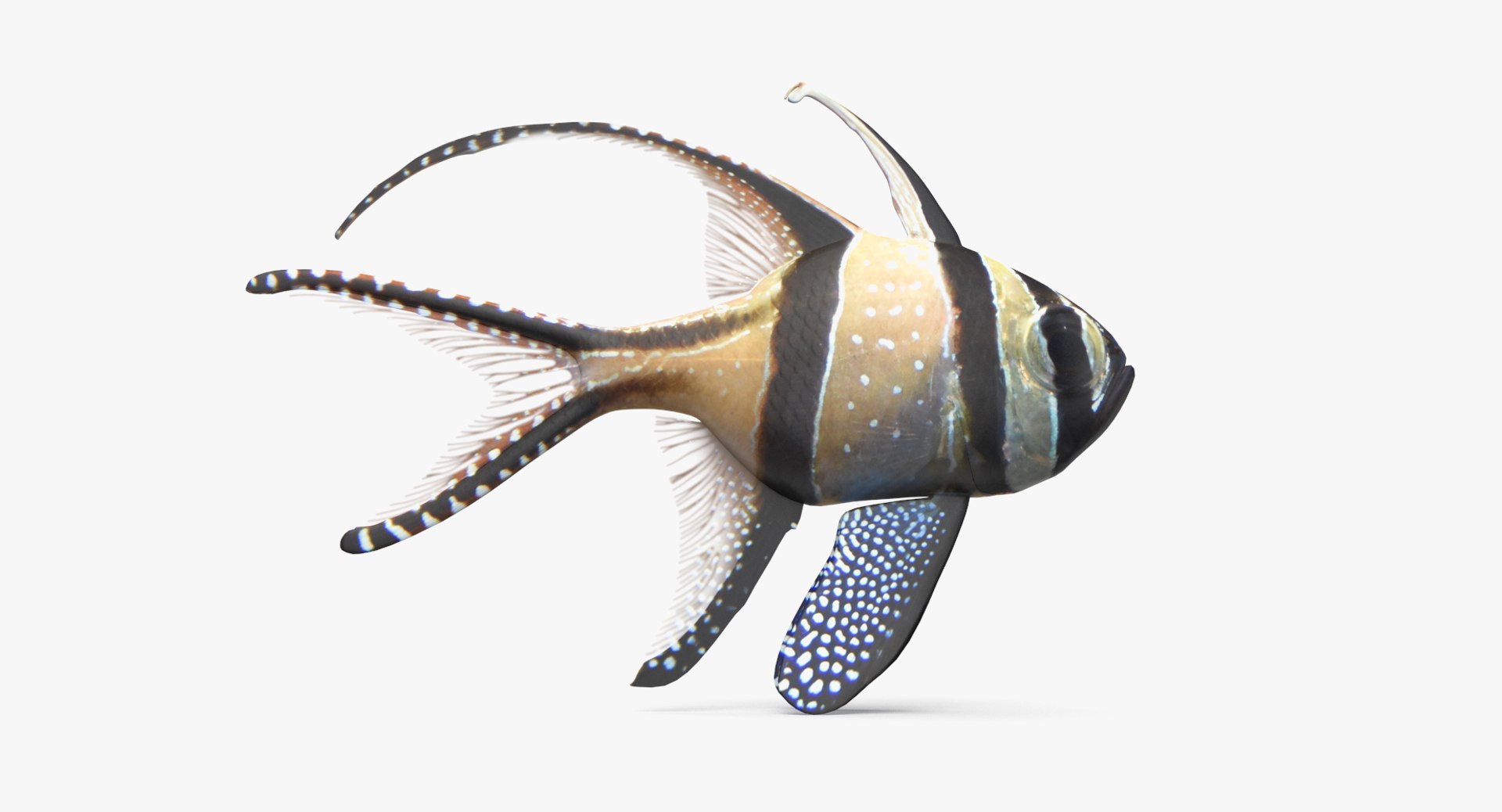 pbr fish wrasse snapper 3D model https://p.turbosquid.com/ts-thumb/91/kes61V/WYx4tjMb/bangaicardinal_r1/png/1581446738/1920x1080/fit_q87/bf5be799f8e8102db3d2bbdda8908ce346c0e2ab/bangaicardinal_r1.jpg