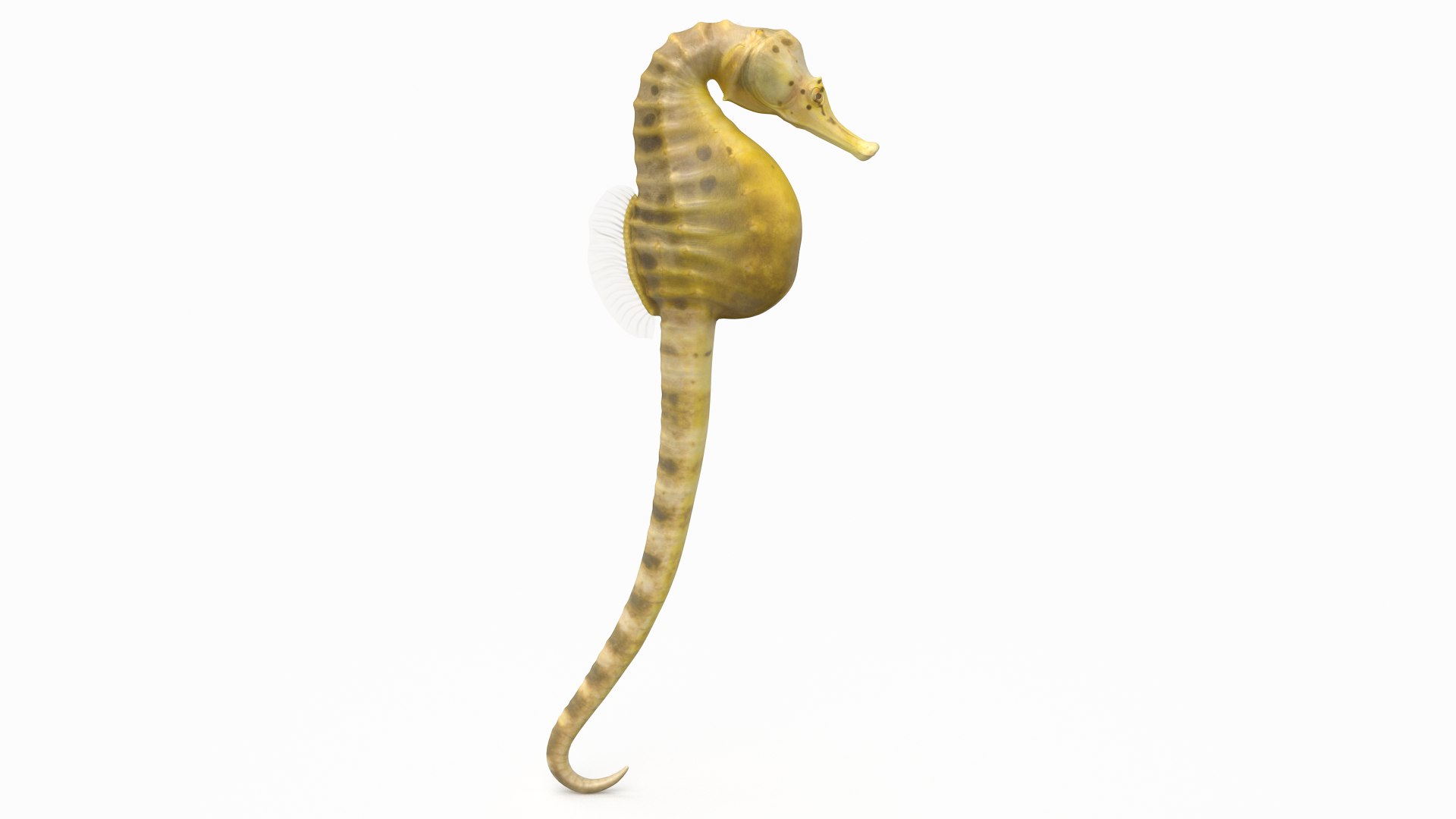 pbr fish wrasse snapper 3D model https://p.turbosquid.com/ts-thumb/91/kes61V/XC0CVznr/bbsh_r2/png/1581446749/1920x1080/fit_q87/cd5e5dfae62e281eadd9428670f49eeecbf3e594/bbsh_r2.jpg