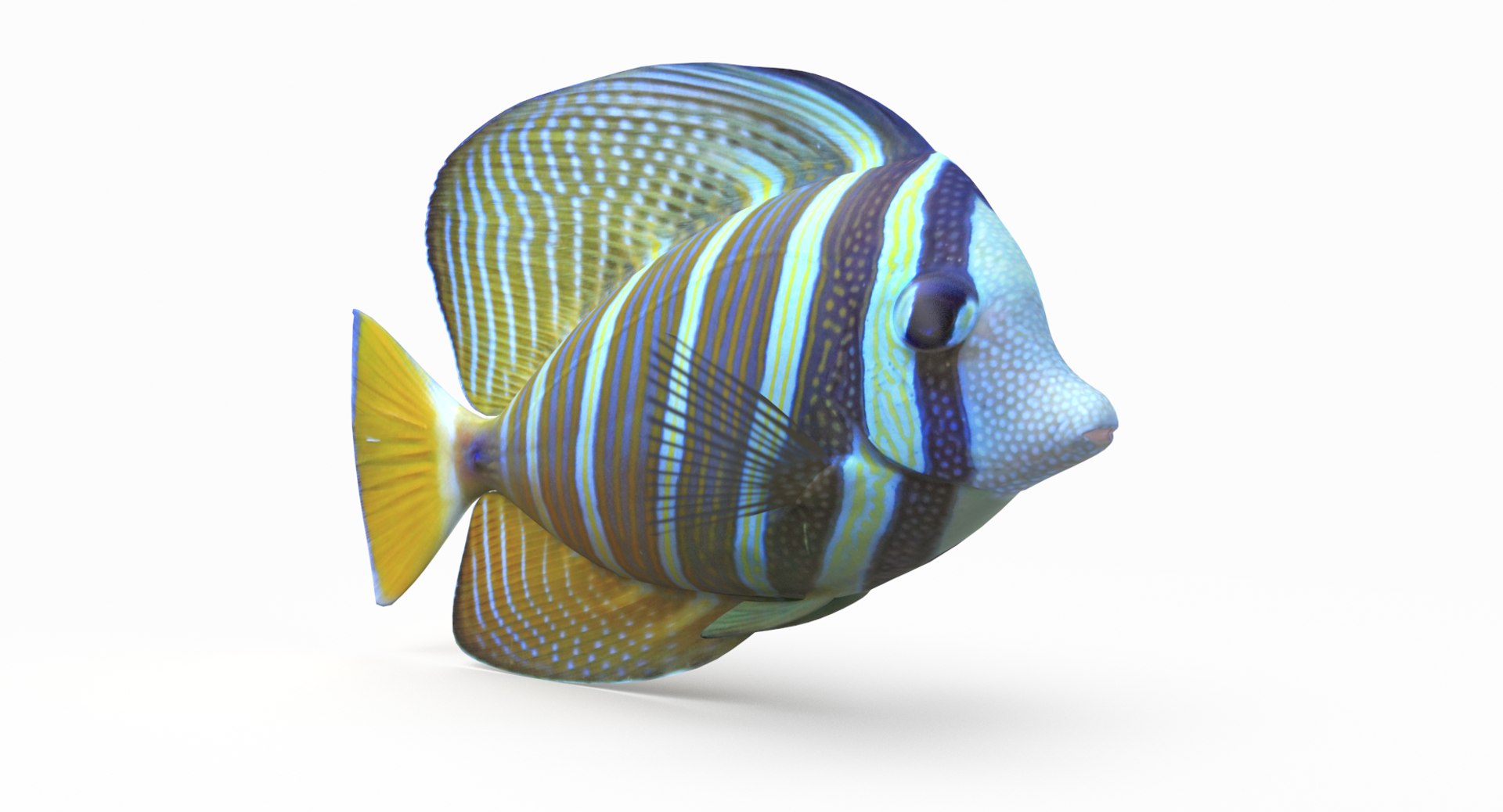 pbr fish wrasse snapper 3D model https://p.turbosquid.com/ts-thumb/91/kes61V/Y9Uz3DDc/sailfintang_r2/png/1581447112/1920x1080/fit_q87/1784fcef0a4347b5fa17d0a1ad09b152462c900c/sailfintang_r2.jpg