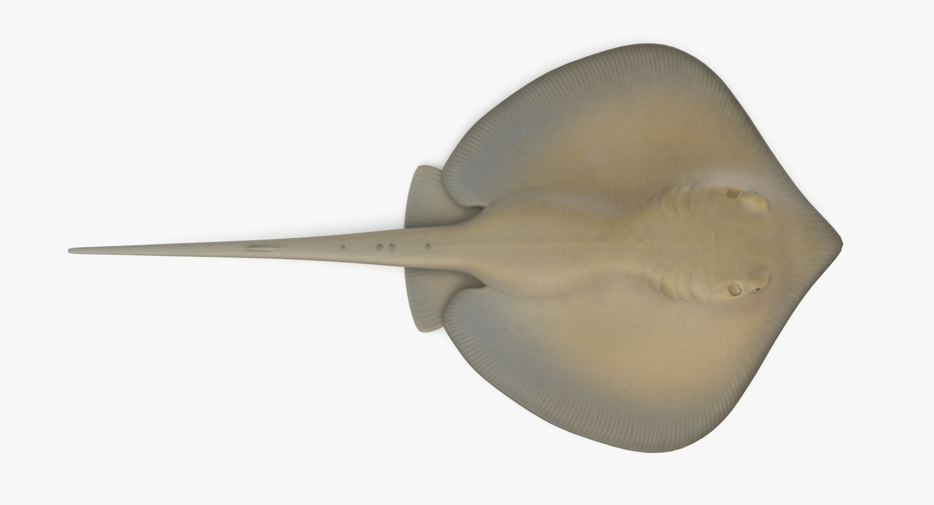 pbr fish wrasse snapper 3D model https://p.turbosquid.com/ts-thumb/91/kes61V/ZTUjmGS8/southernstingray_r2/png/1581447180/1920x1080/fit_q87/51aeecac9dff6d50070e80b0f74f89d6a8105571/southernstingray_r2.jpg