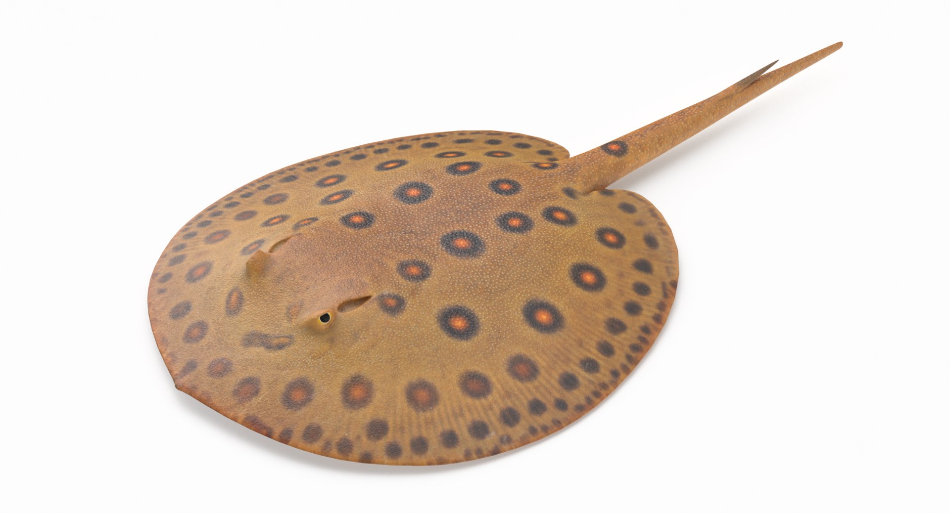 pbr fish wrasse snapper 3D model https://p.turbosquid.com/ts-thumb/91/kes61V/Zdoi3zNM/freshwaterstingray_r3/png/1581446867/1920x1080/fit_q87/6bd84d7379649c16c3dc8898df84220976ba625d/freshwaterstingray_r3.jpg