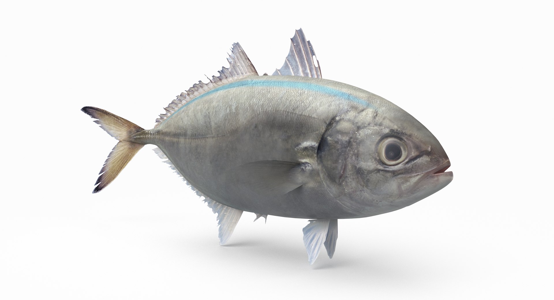 pbr fish wrasse snapper 3D model https://p.turbosquid.com/ts-thumb/91/kes61V/apolkXpu/barjack_r2/png/1581446748/1920x1080/fit_q87/08dc894469cfe7af8658bfbbe5fcea88cd1d9594/barjack_r2.jpg