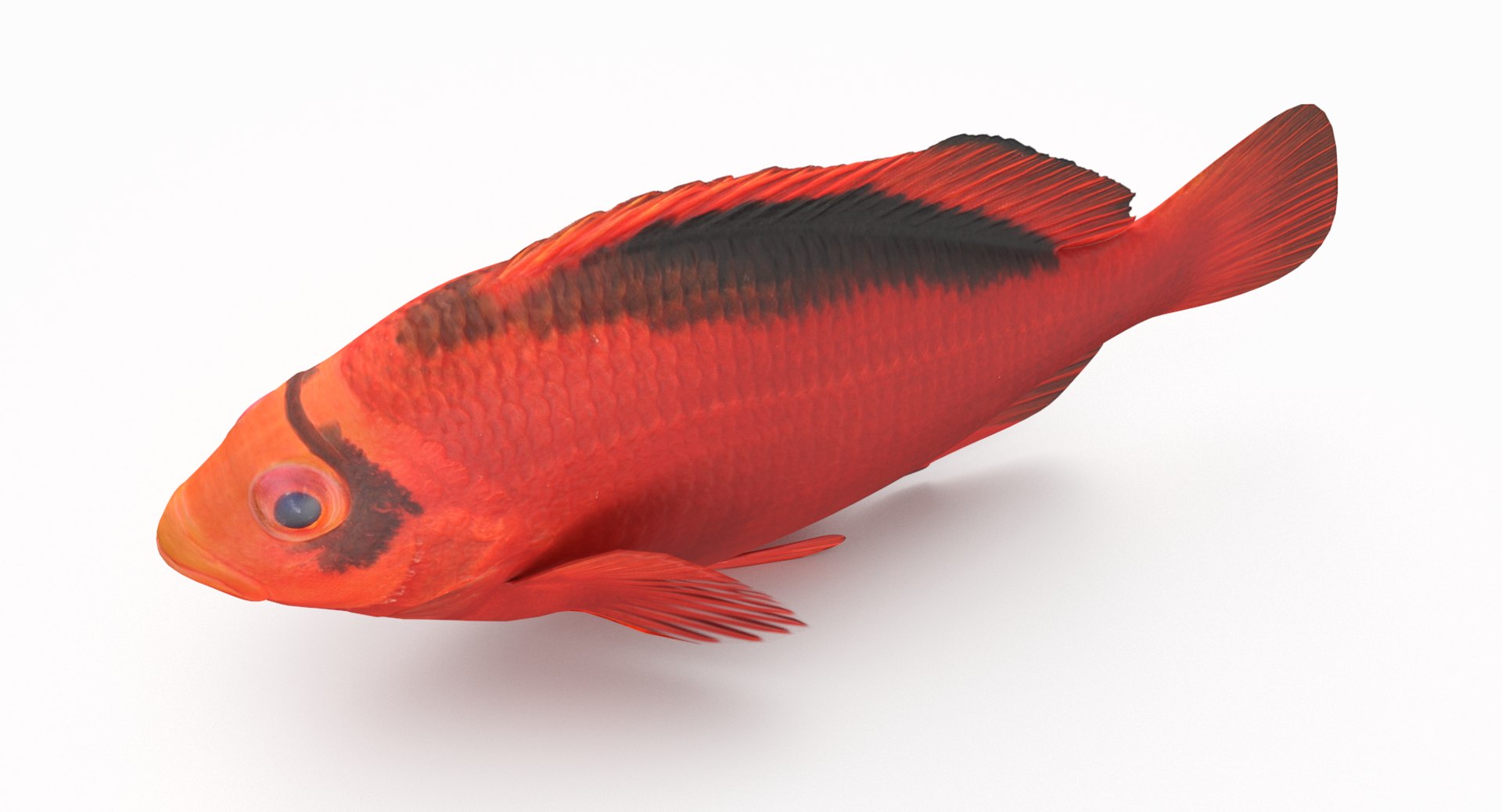 pbr fish wrasse snapper 3D model https://p.turbosquid.com/ts-thumb/91/kes61V/bHytHwyD/flamehawkfish_r3/png/1581446853/1920x1080/fit_q87/4d9a8a94562573dd63620a2aed5857b7983c71f7/flamehawkfish_r3.jpg